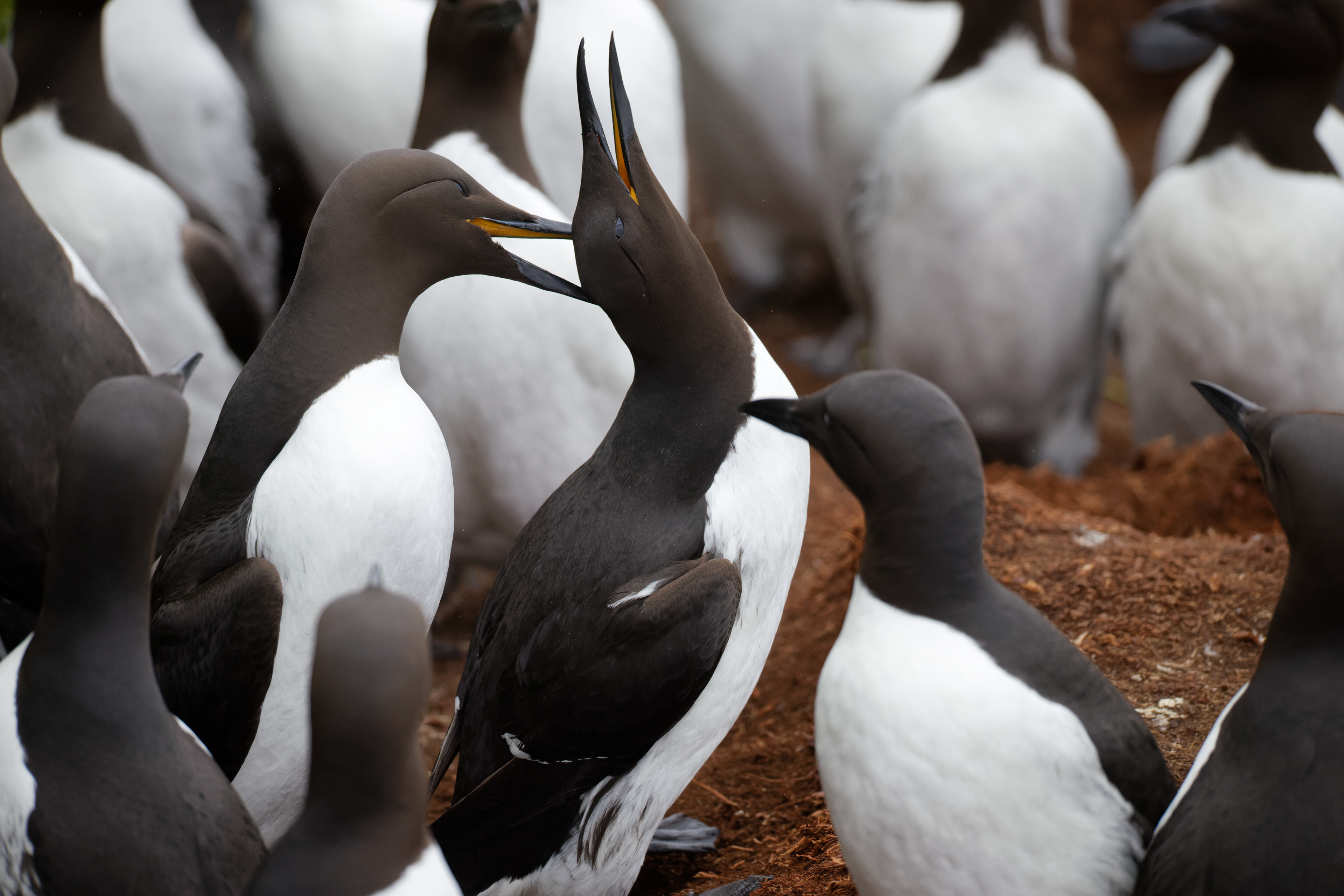 Guillemot de Troil