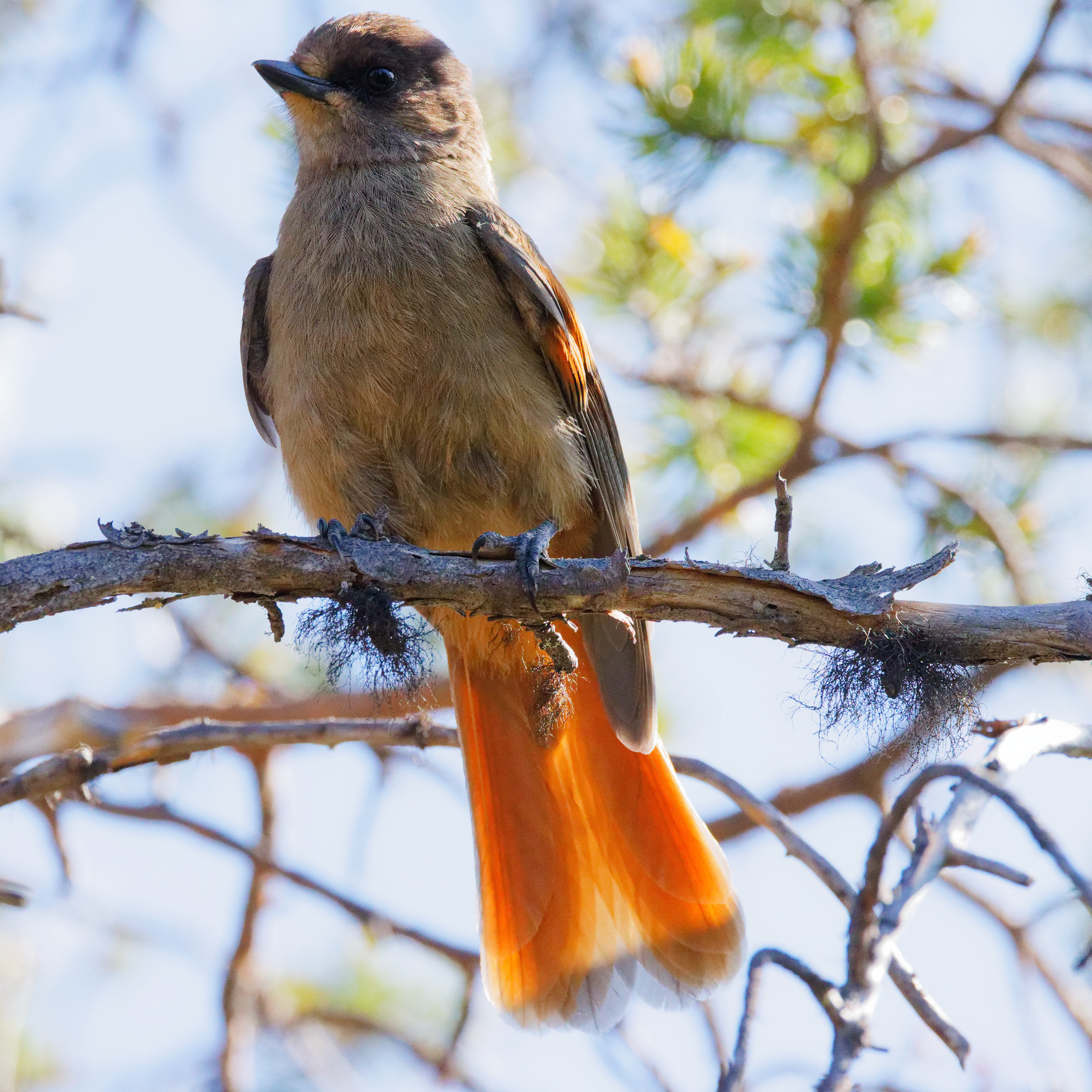 Mésangeai imitateur