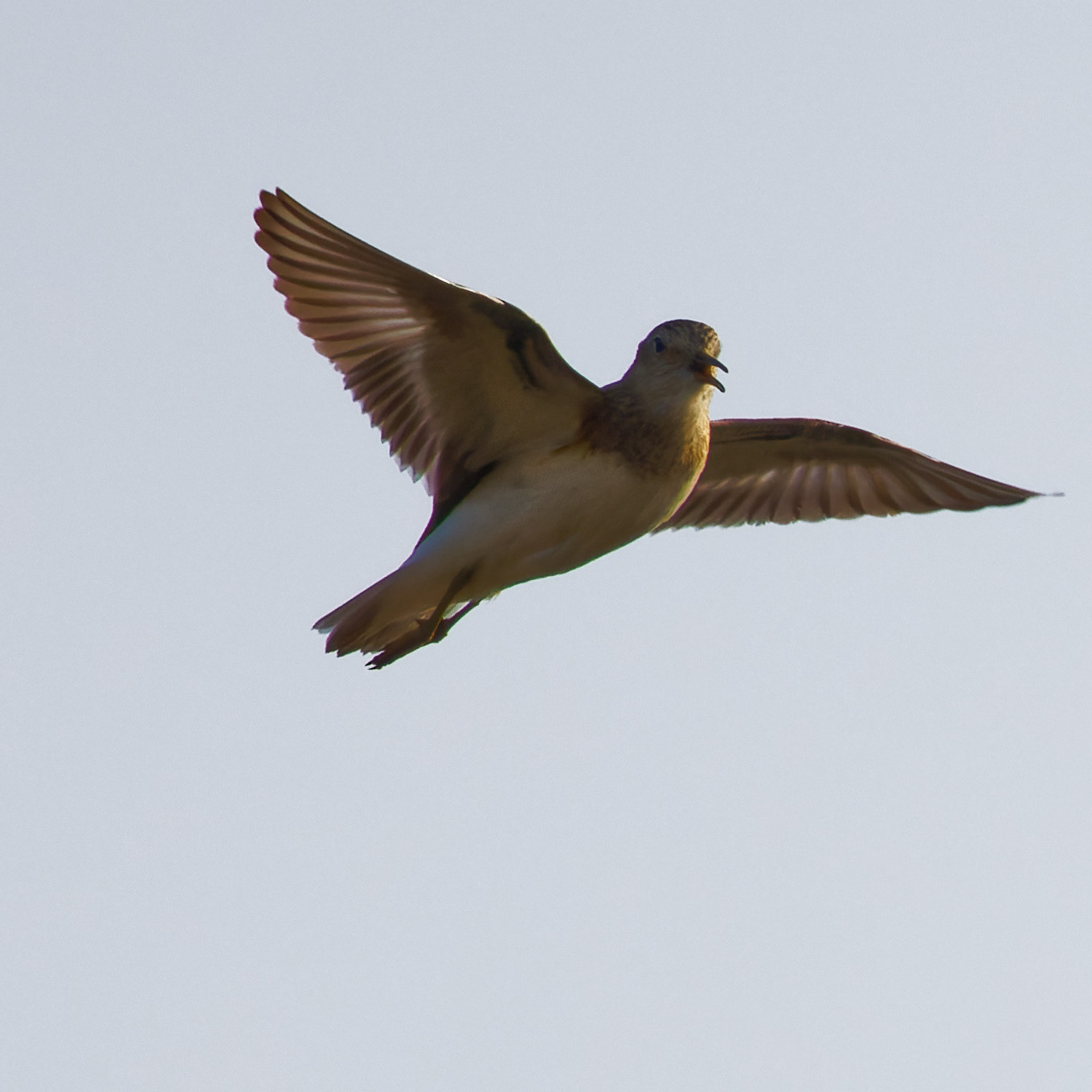 Bécasseau de Temminck