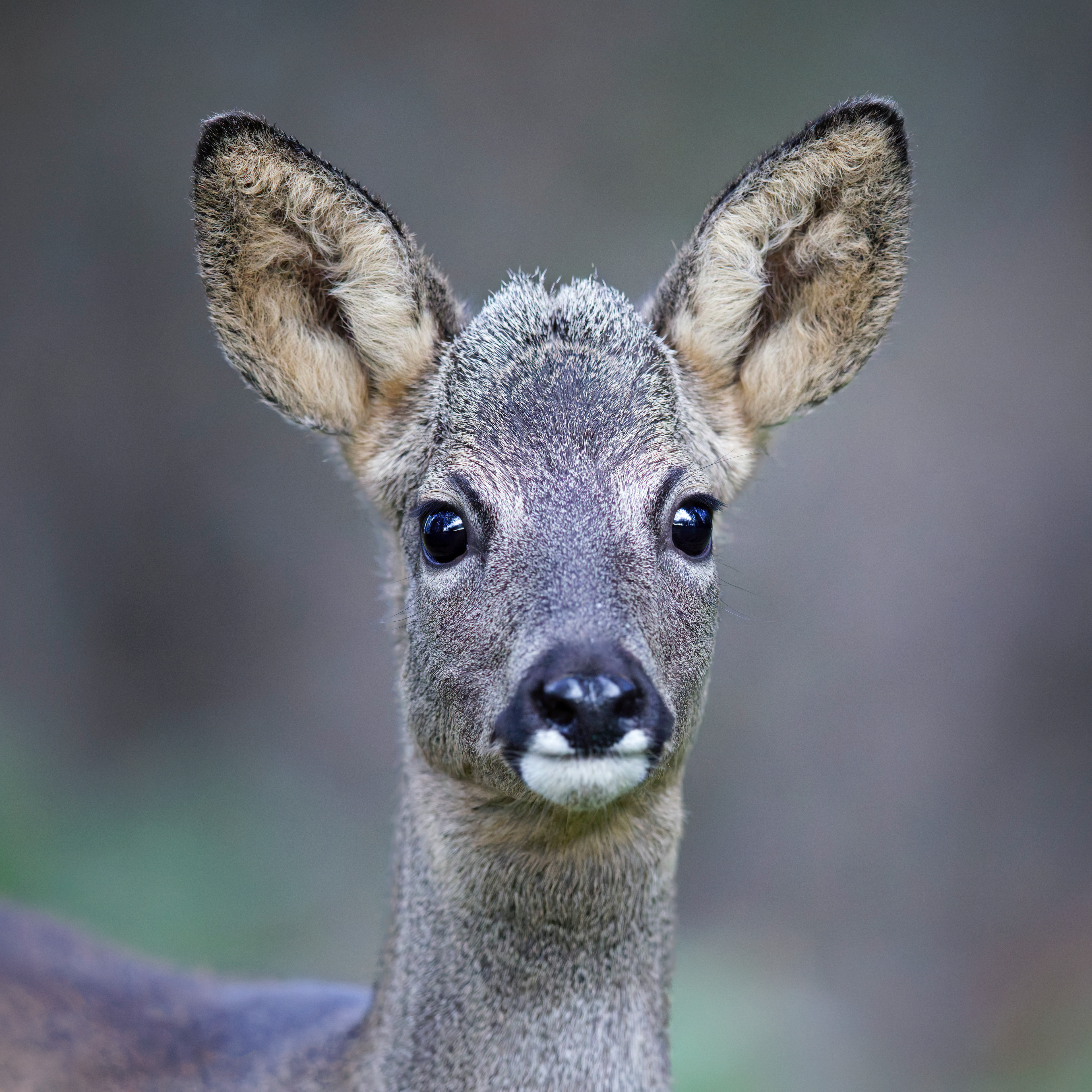 Jeune brocard (Chevreuil d'Europe mâle)