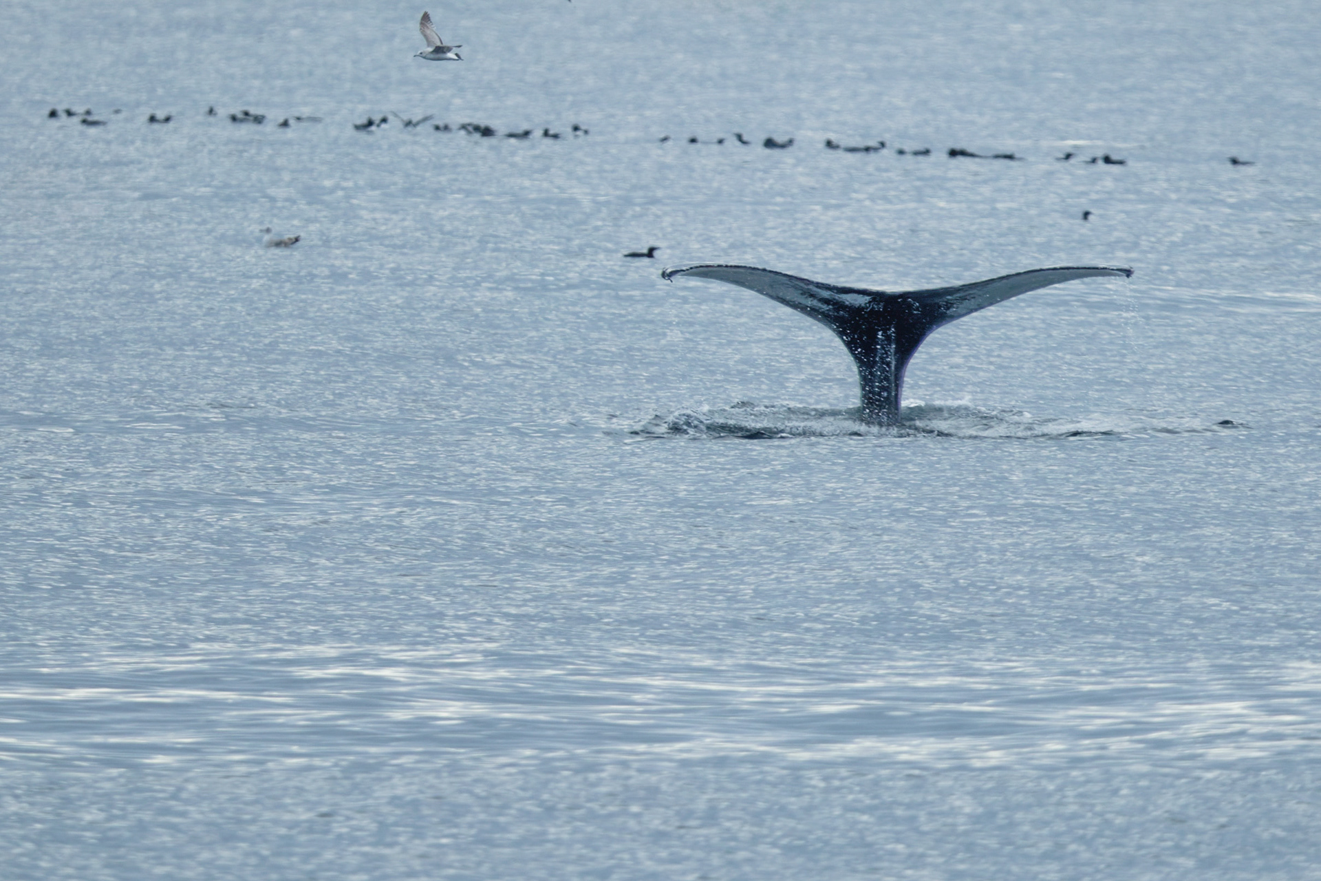 Baleine à bosses
