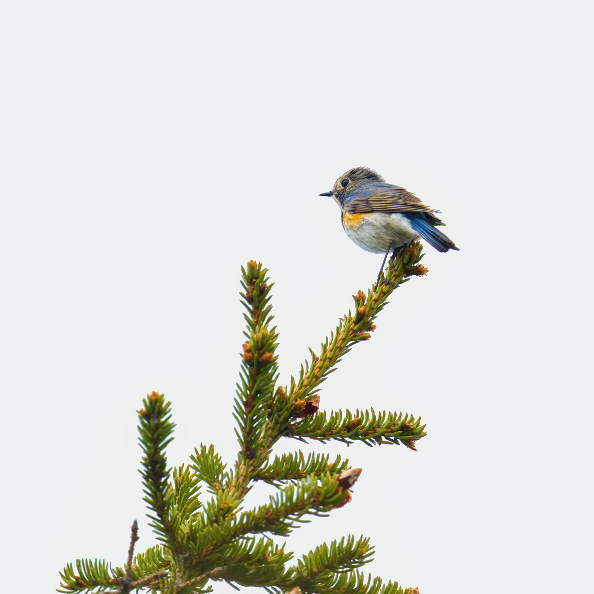 Robin à flancs roux