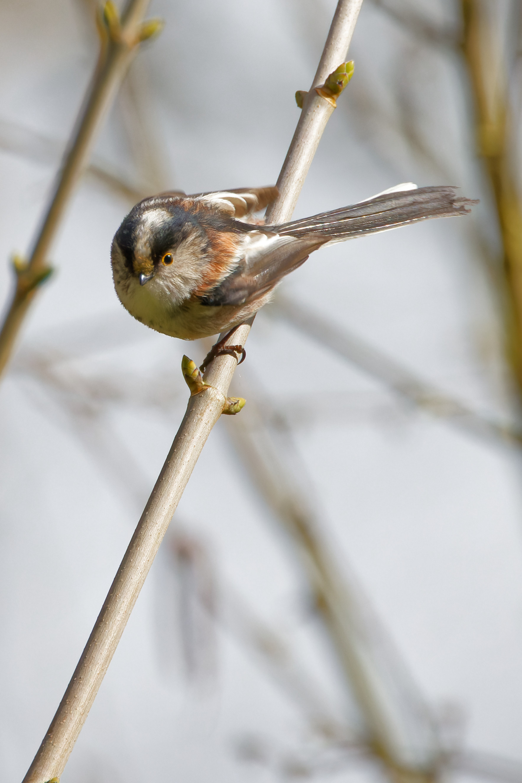 orite (mésange) à longue quque