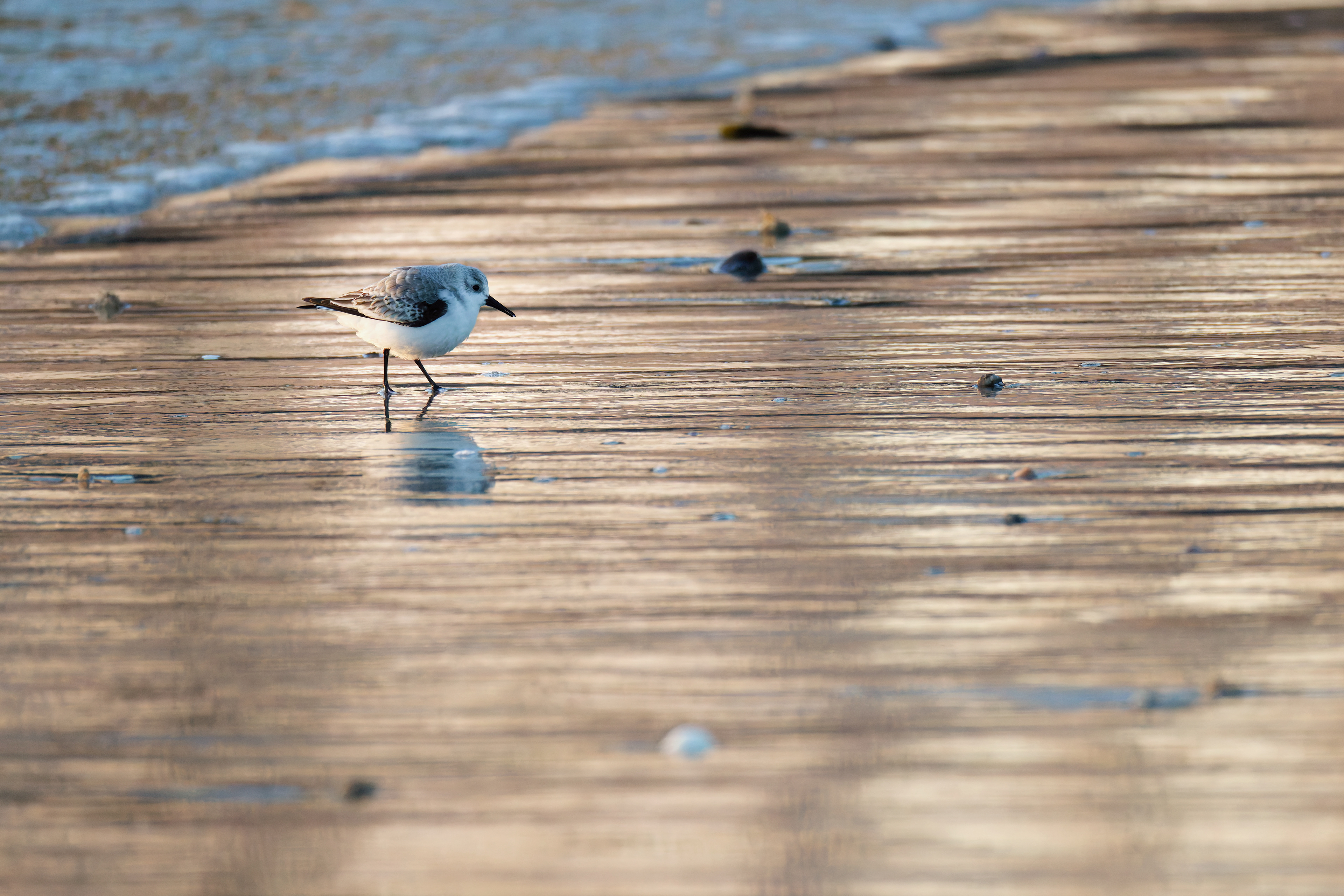 Bécasseau Sanderling