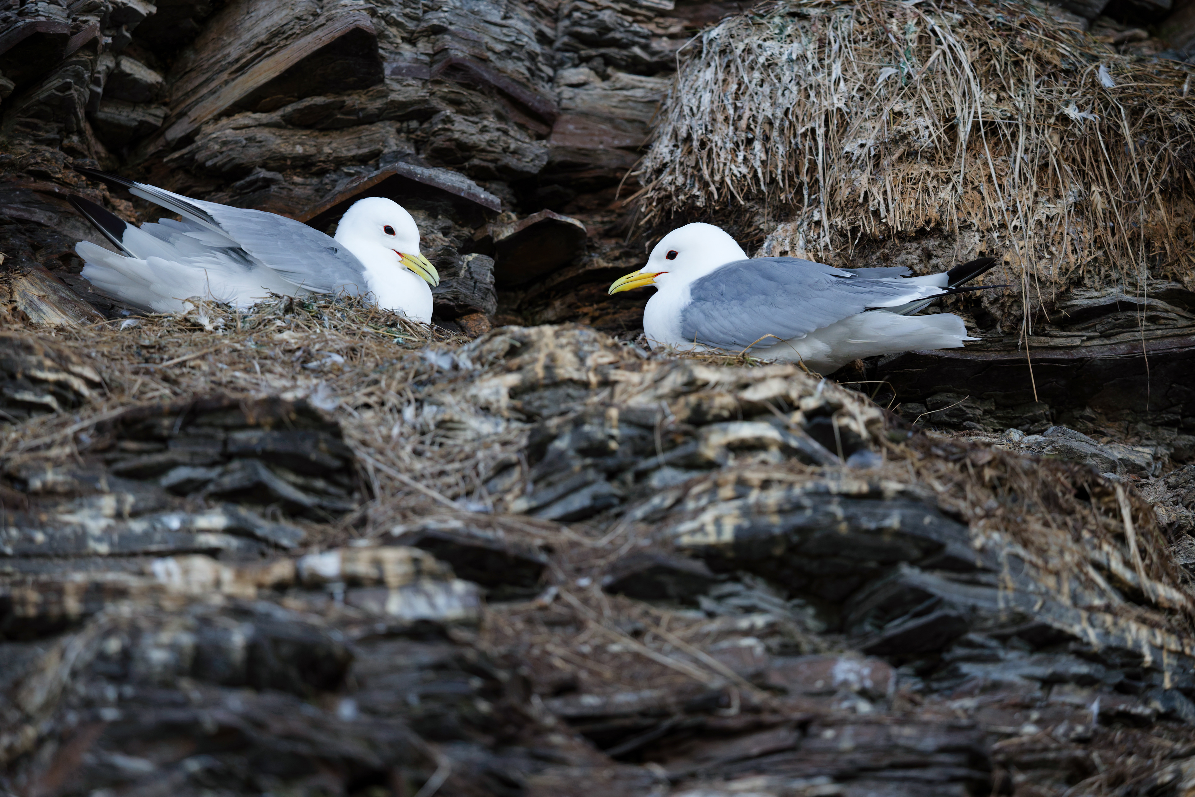 Mouettes tridactyles