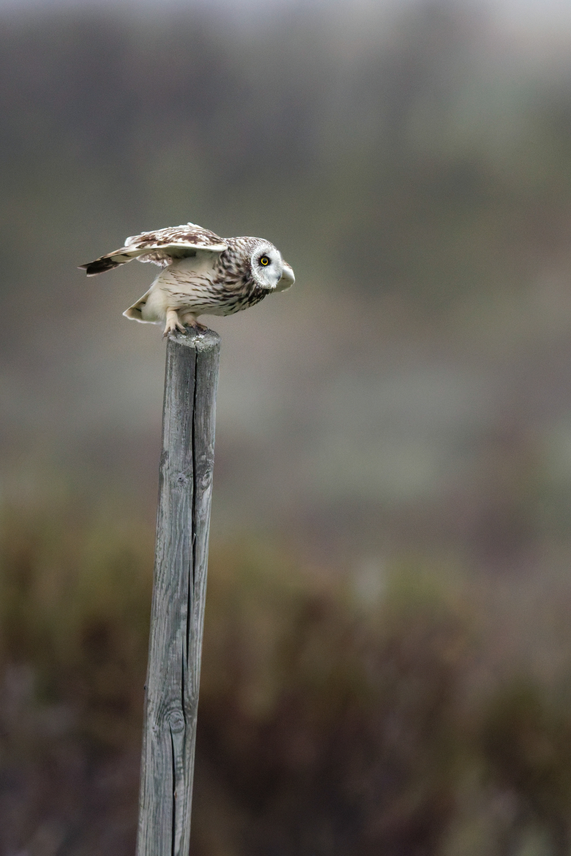 Hibou des marais