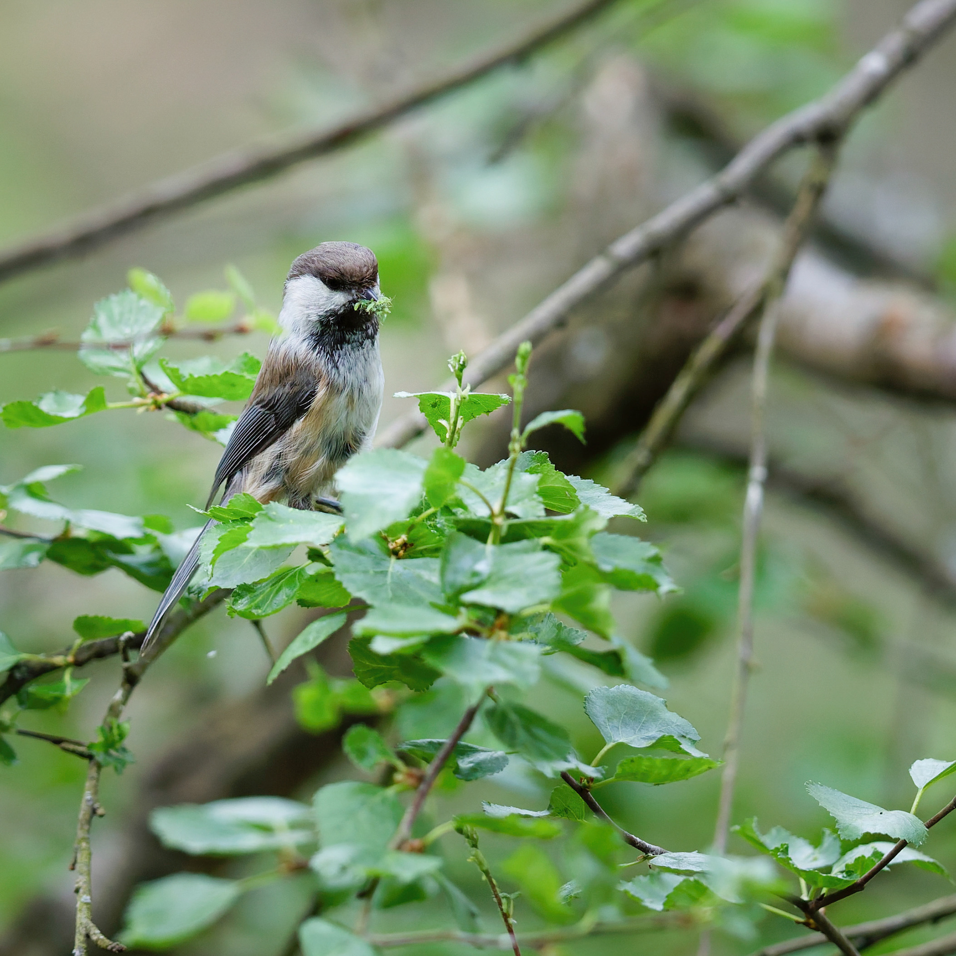 Mésange lapone