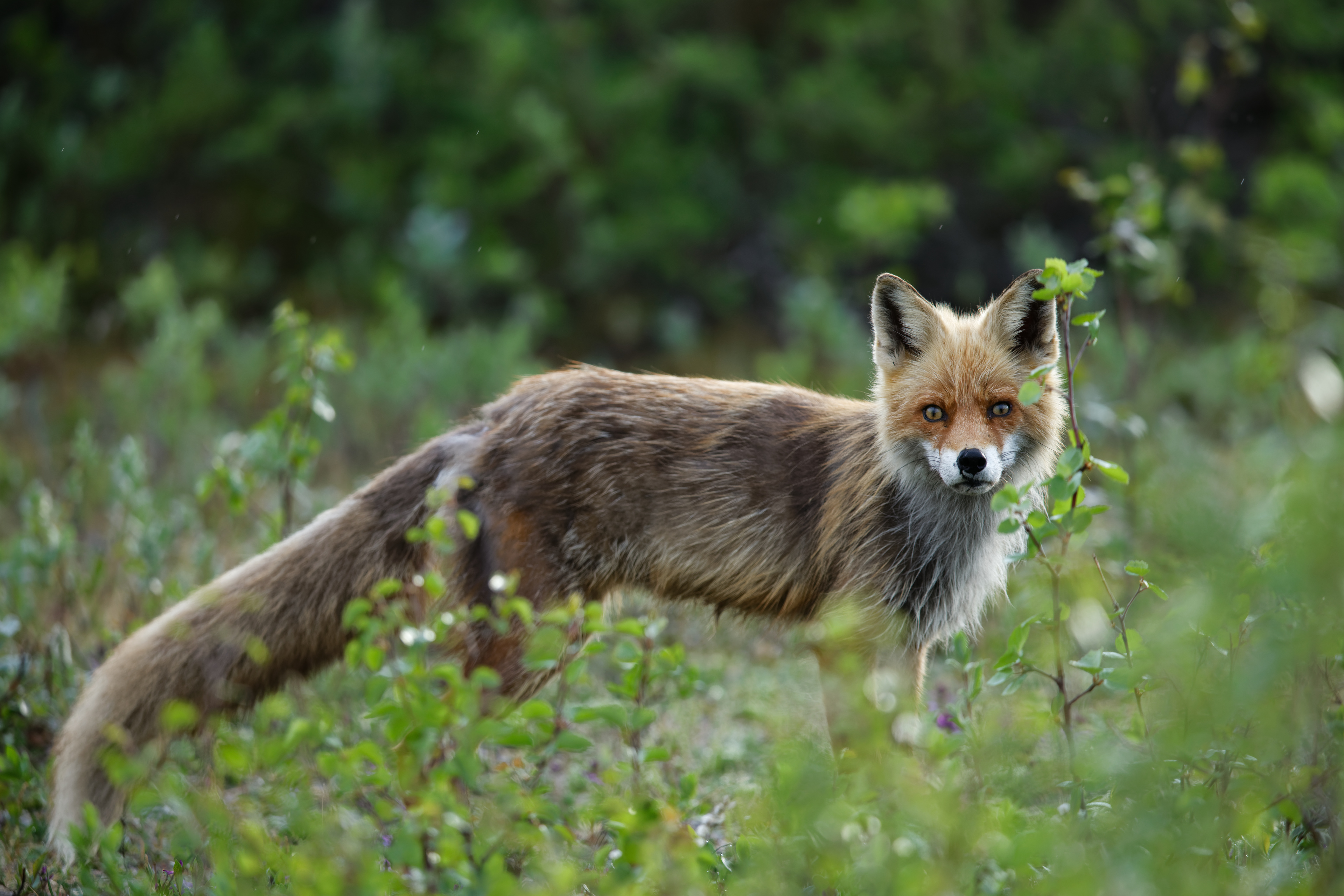 Renard roux