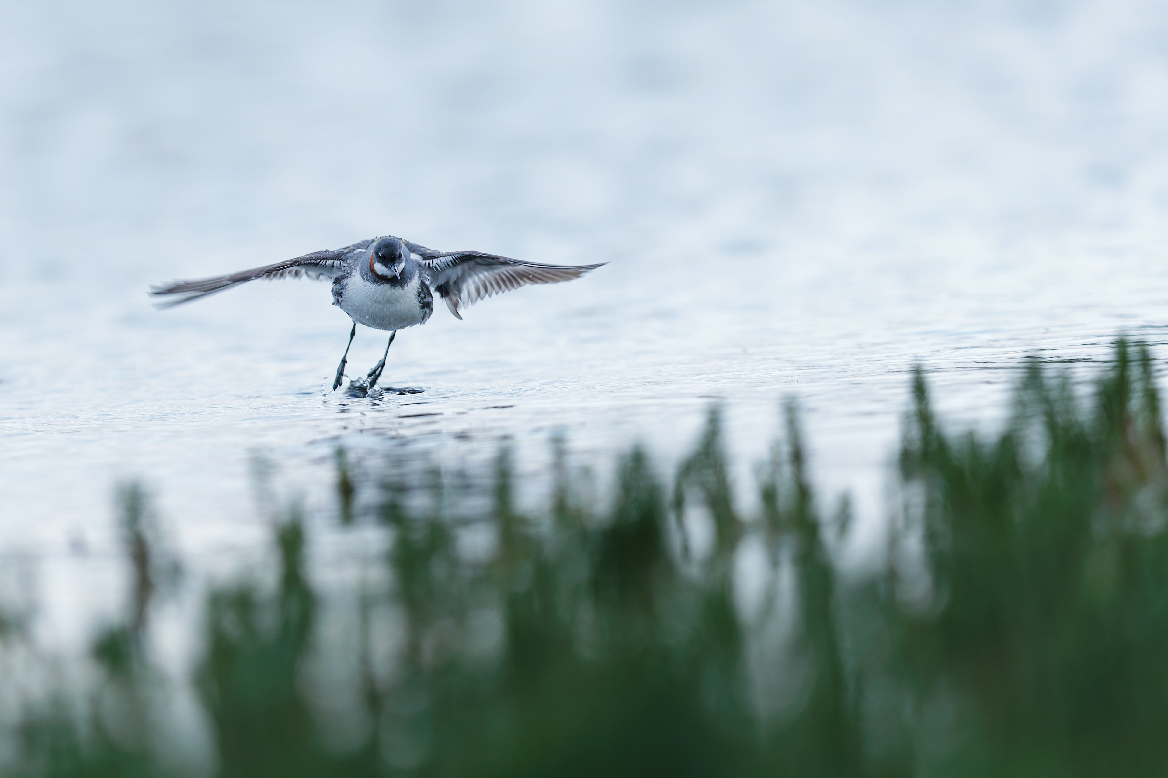 Phalarope à bec étroit