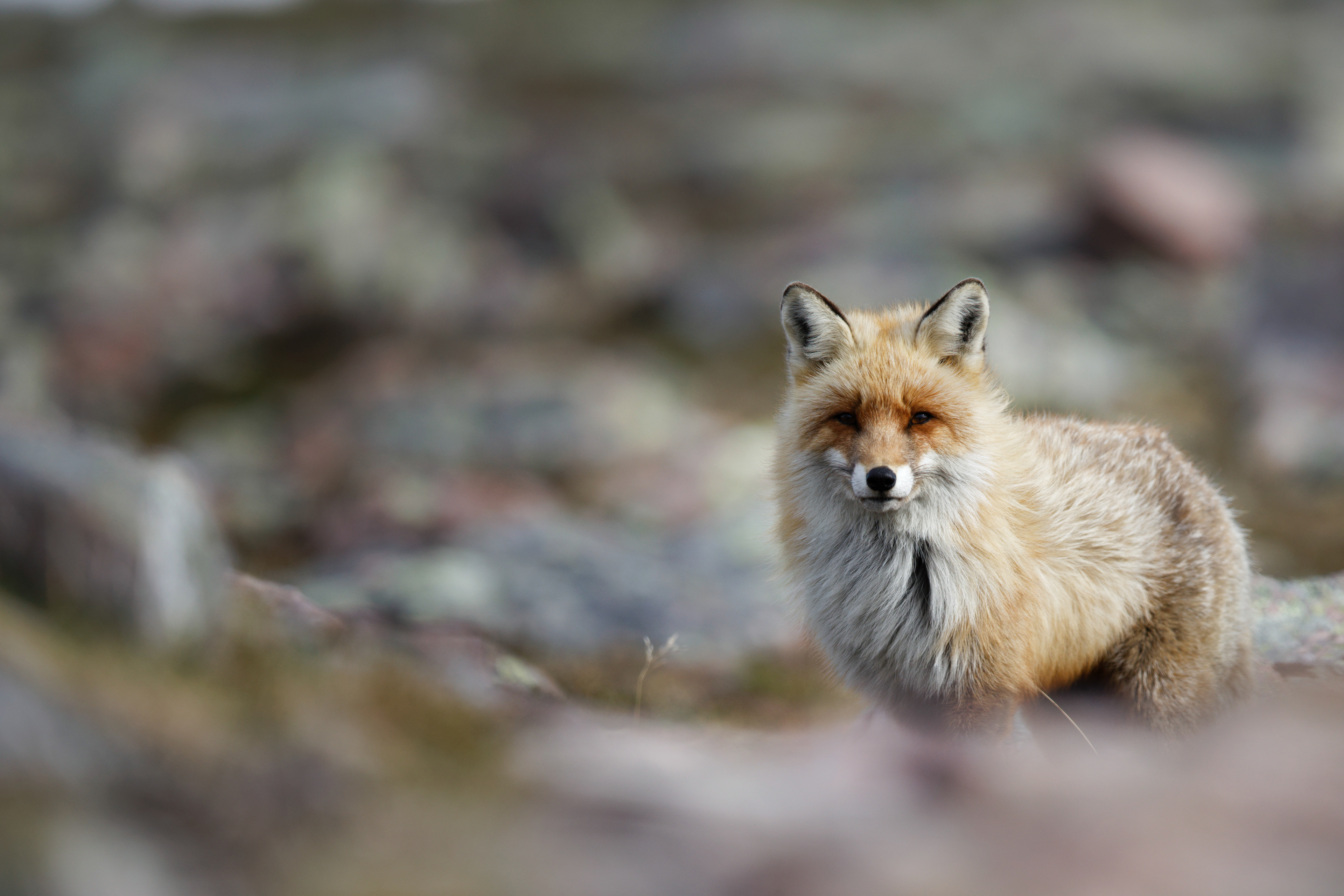 Renard roux