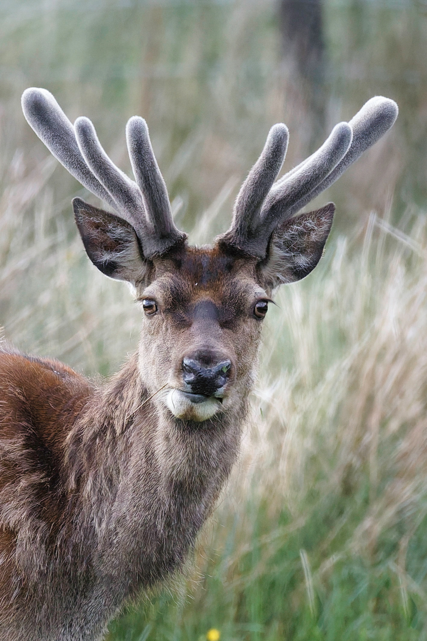 Cerf élaphe