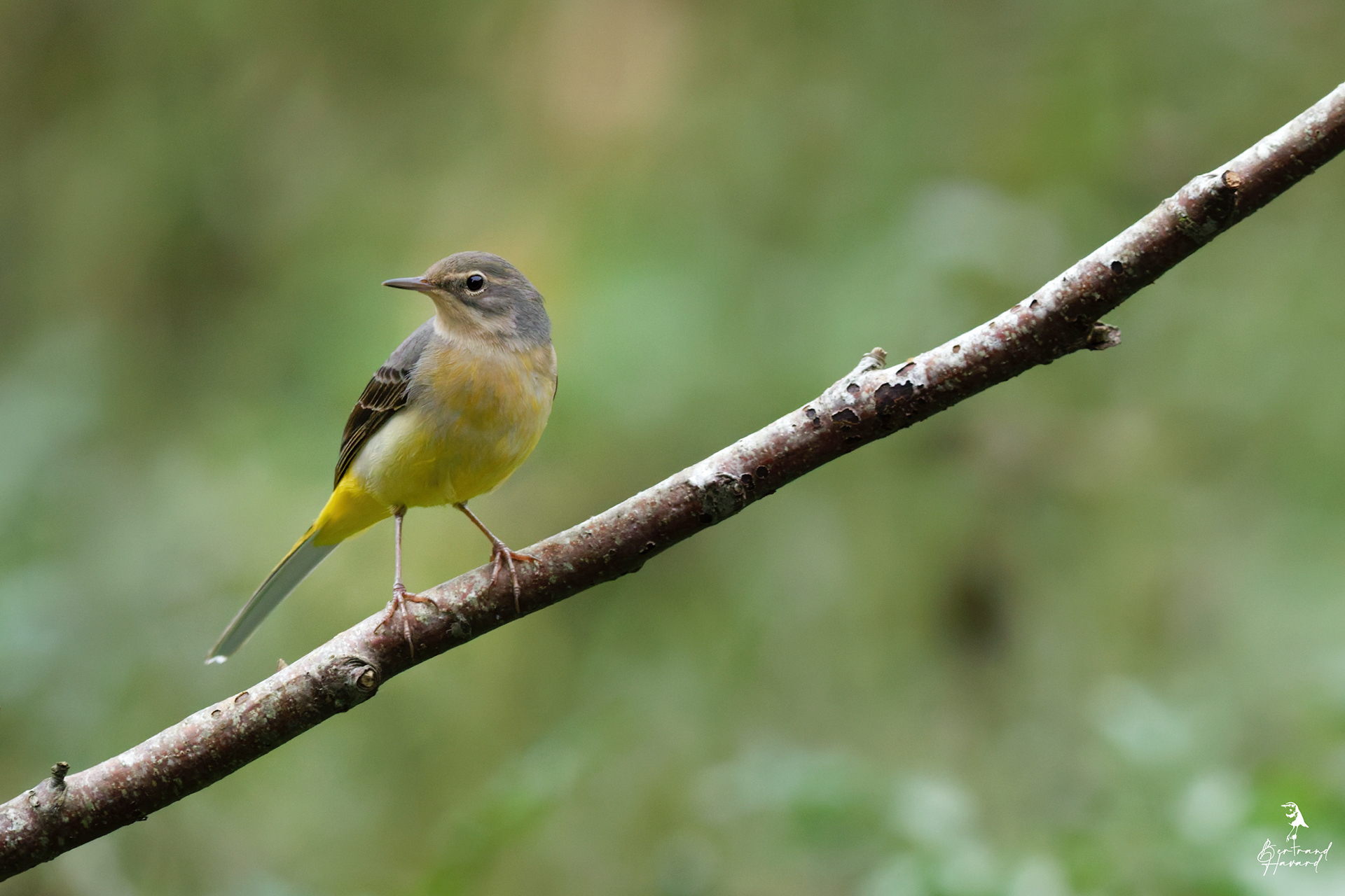 Bergeronnette des ruisseaux