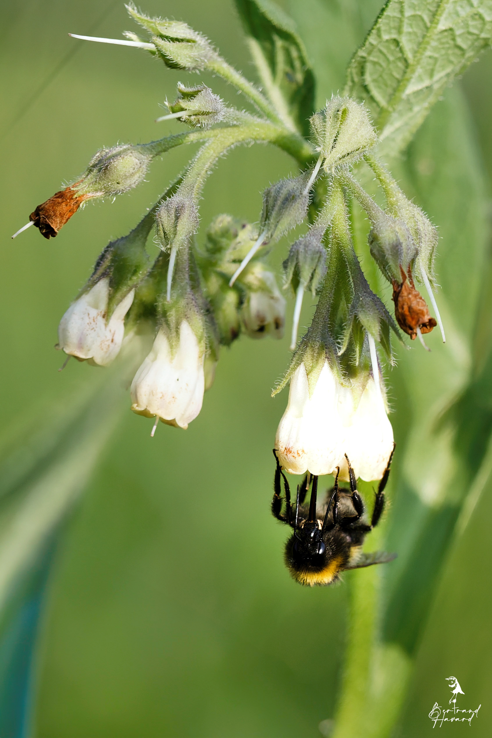 Bourdon (Bombus ruderatus