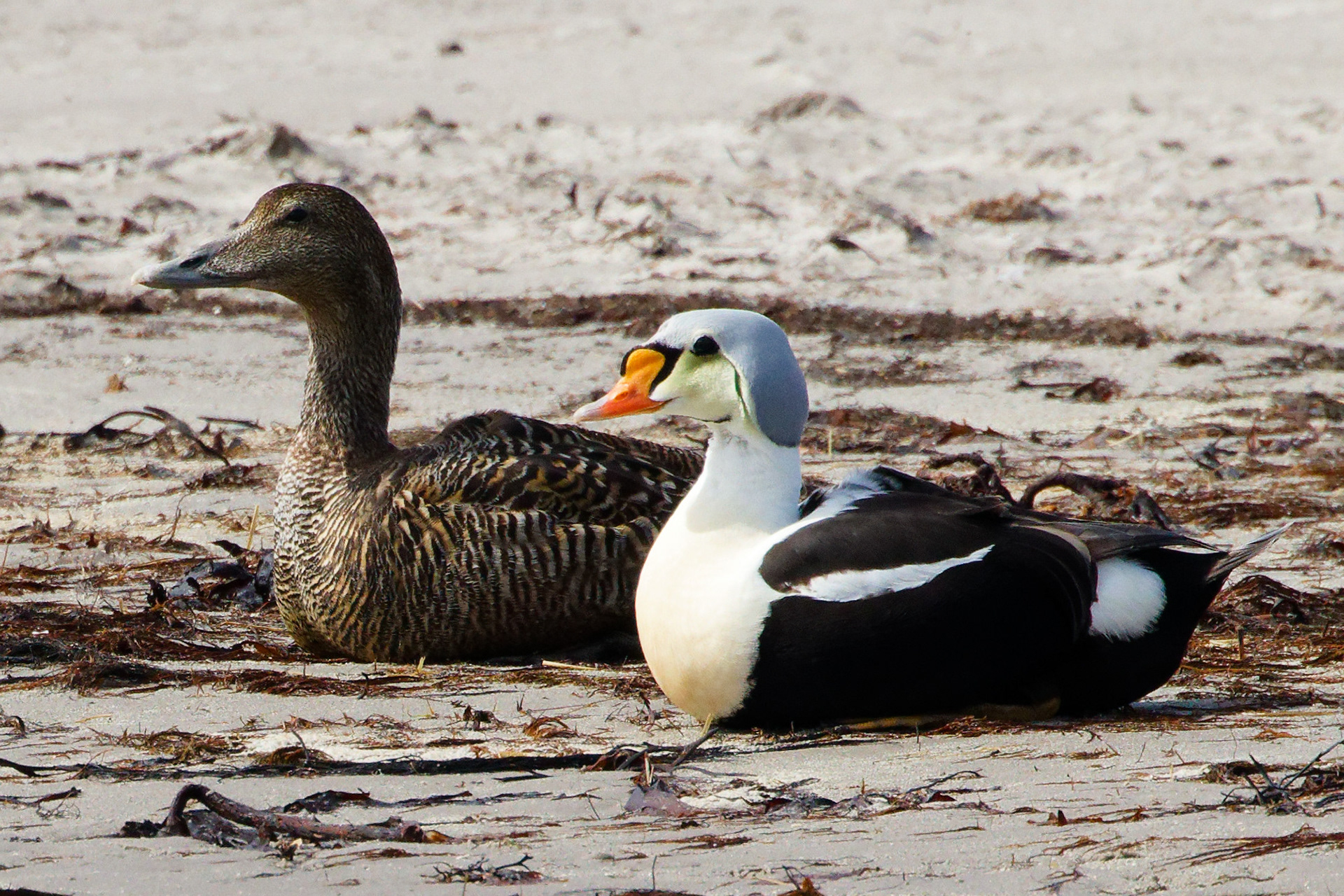 Eider à tête grise