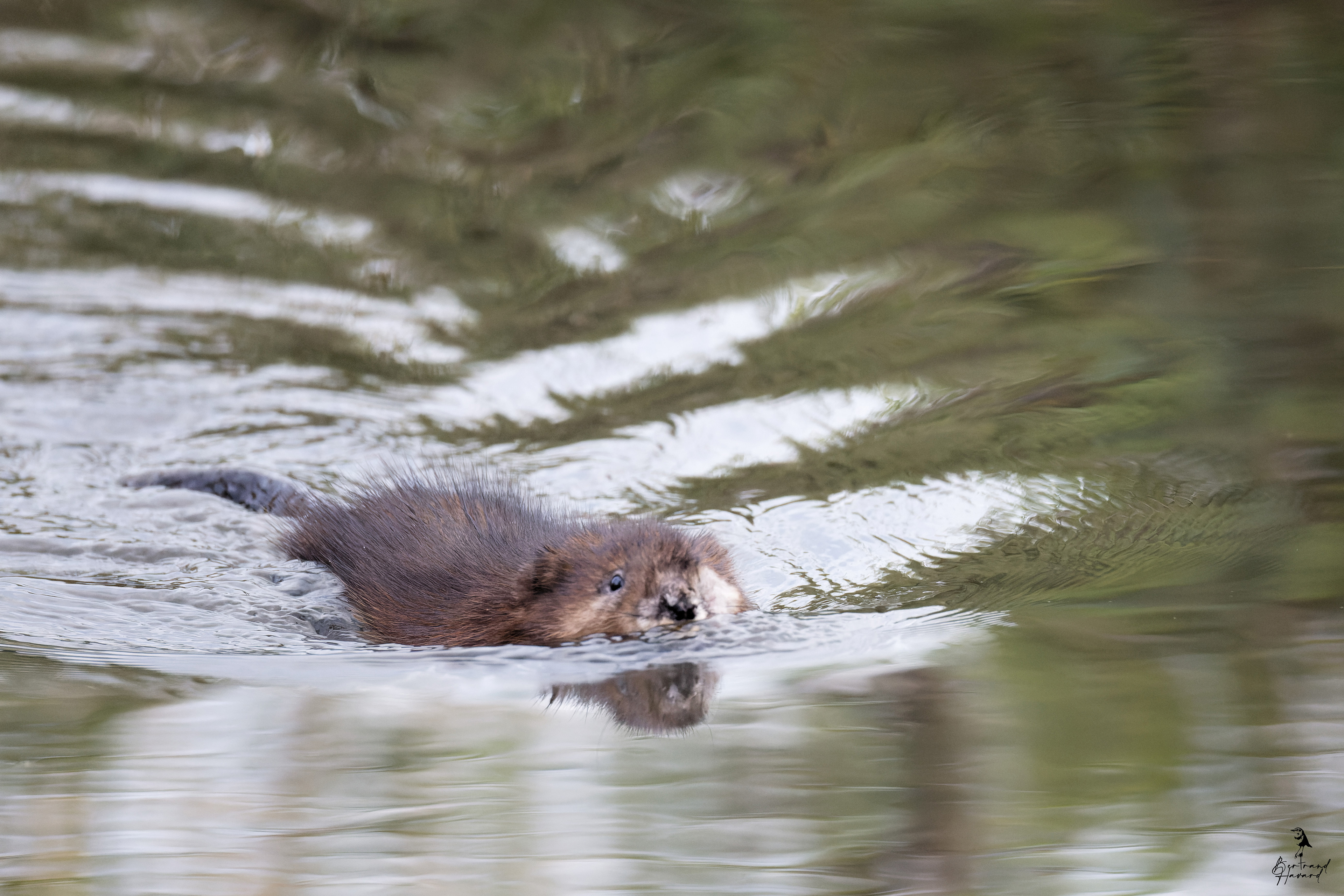 Jeune rat musqué