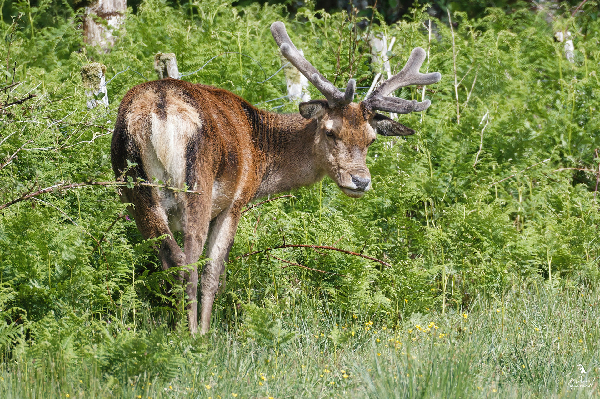 Cerf élaphe