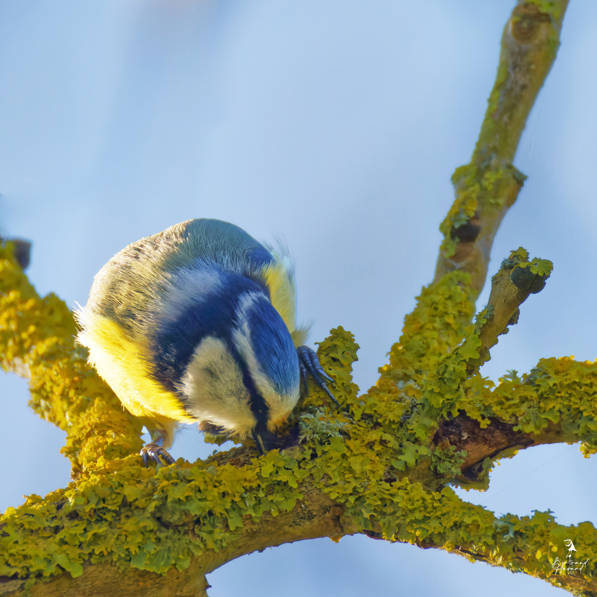 Mésange bleue