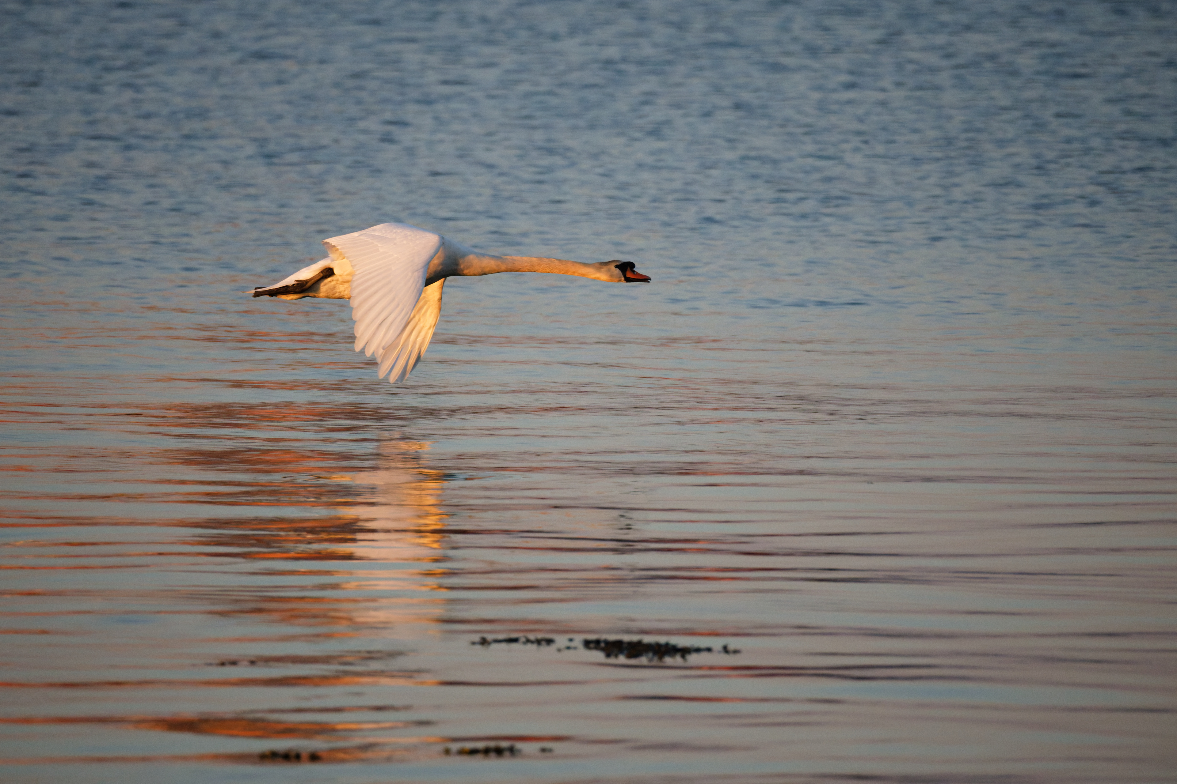 Cygne tuberculé