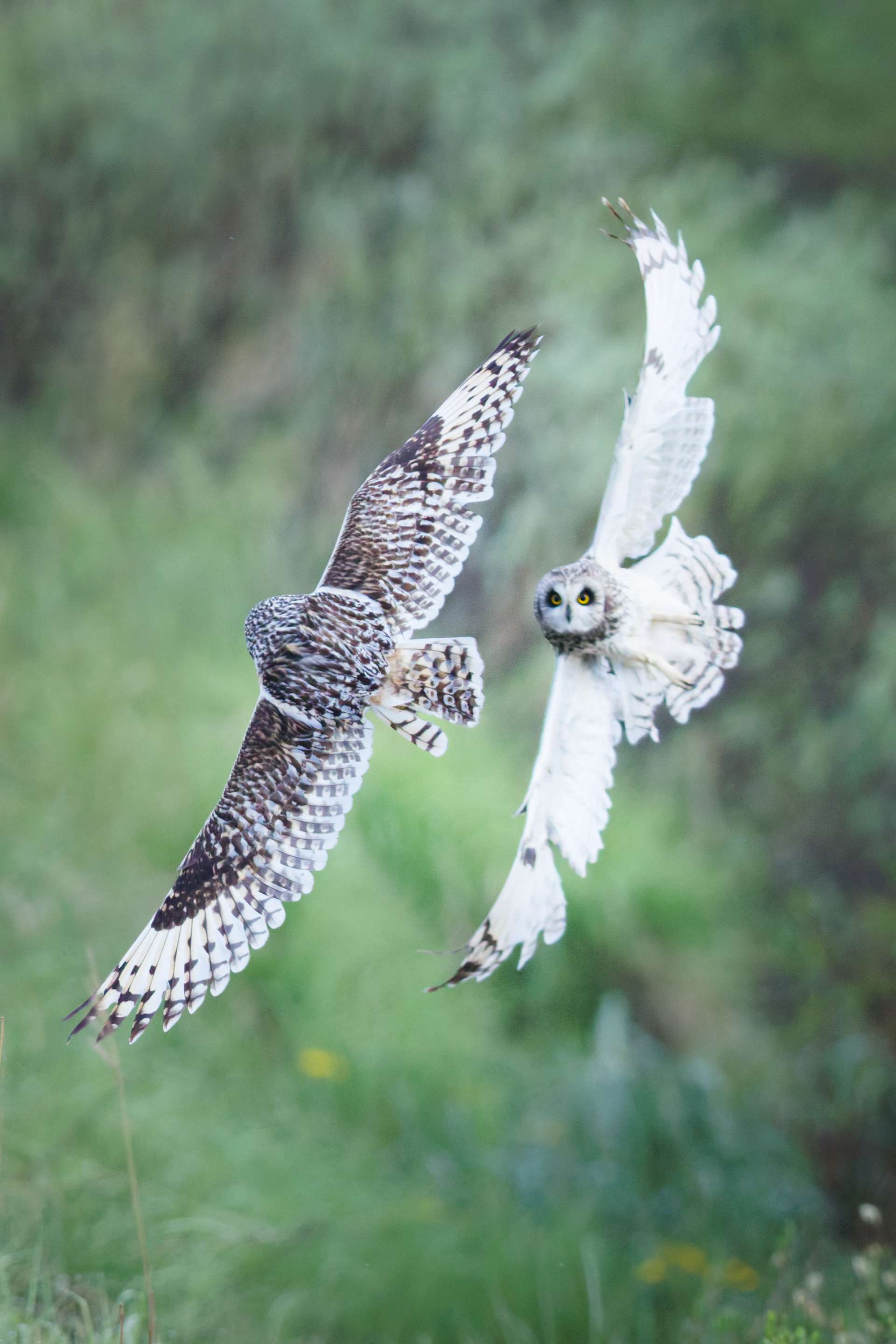 Hibou des marais