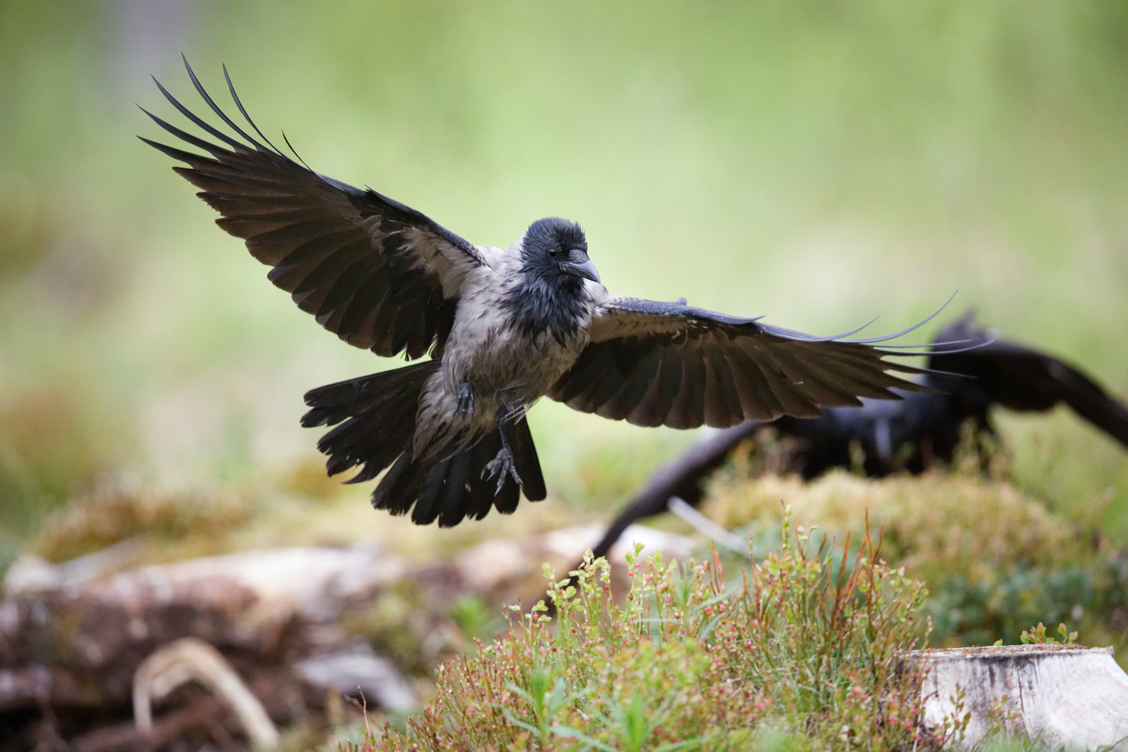 Corneille mantelée et grand Corbeau