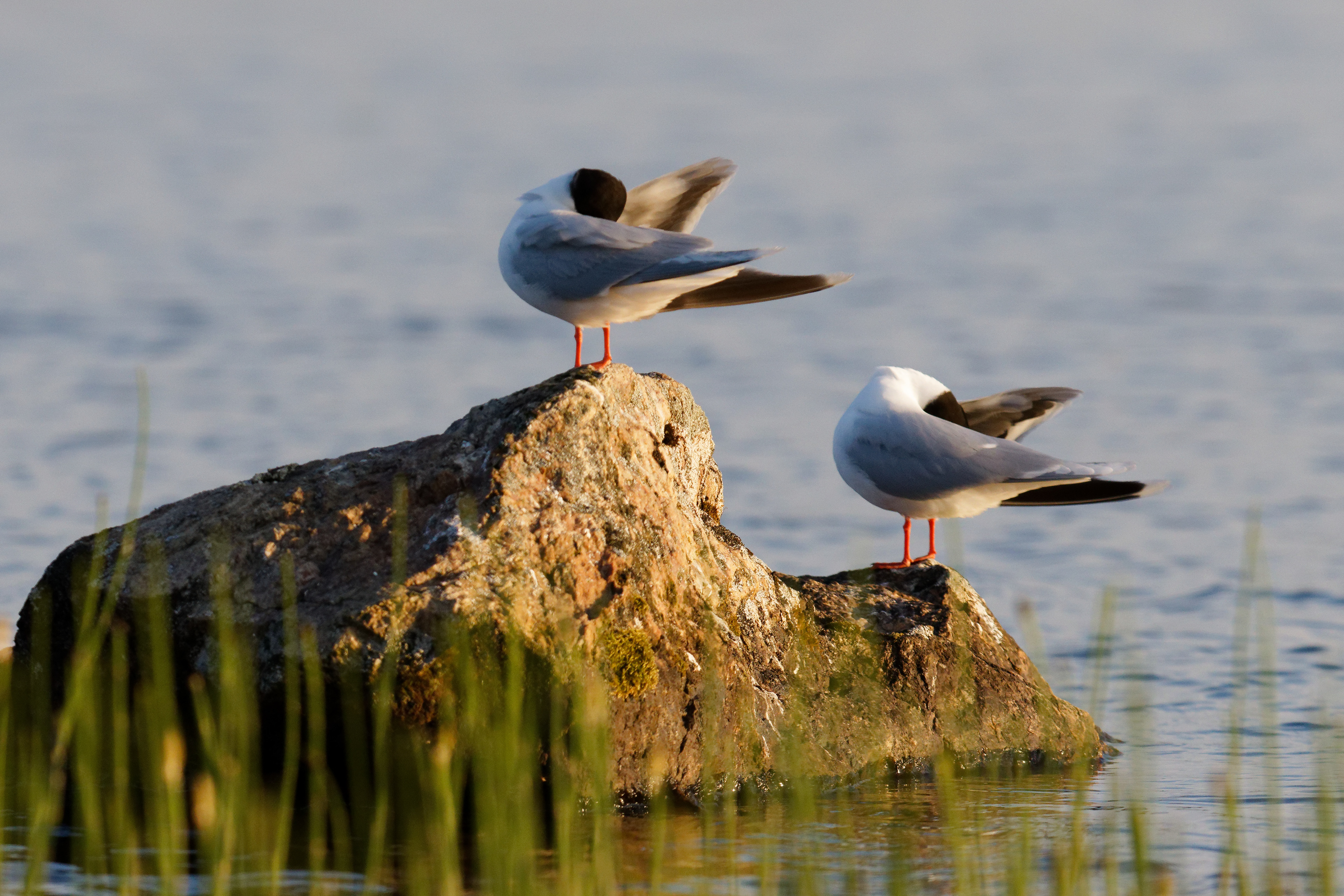 Mouette pygmée