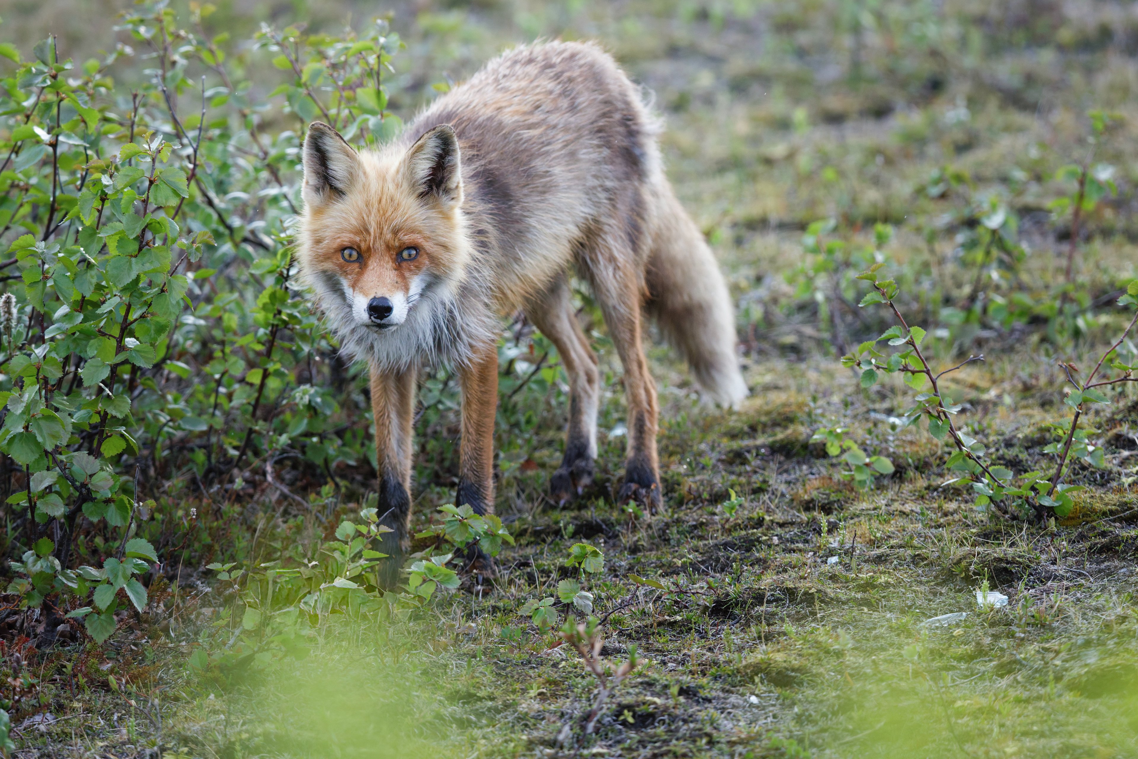Renard roux