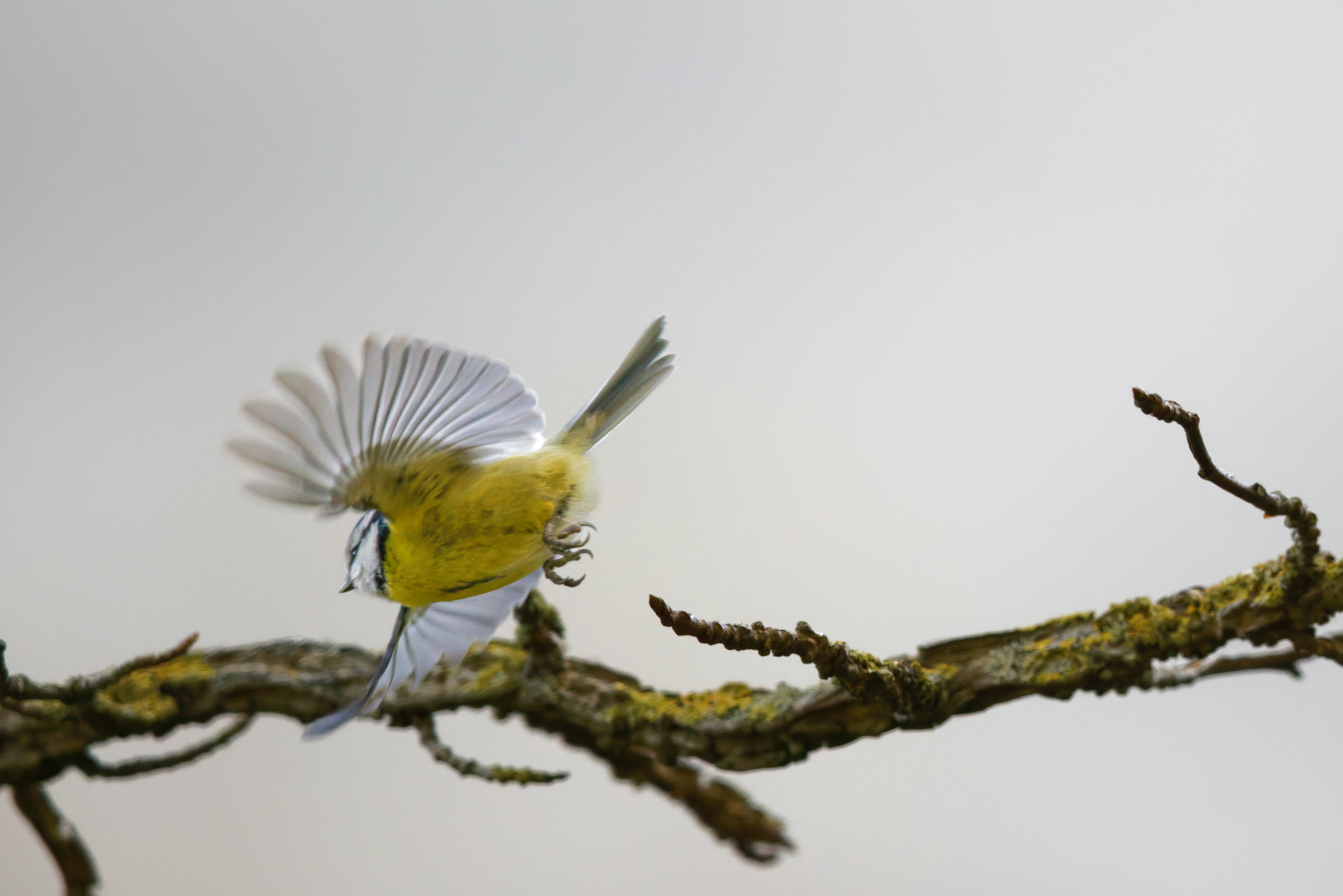 Mésange bleue