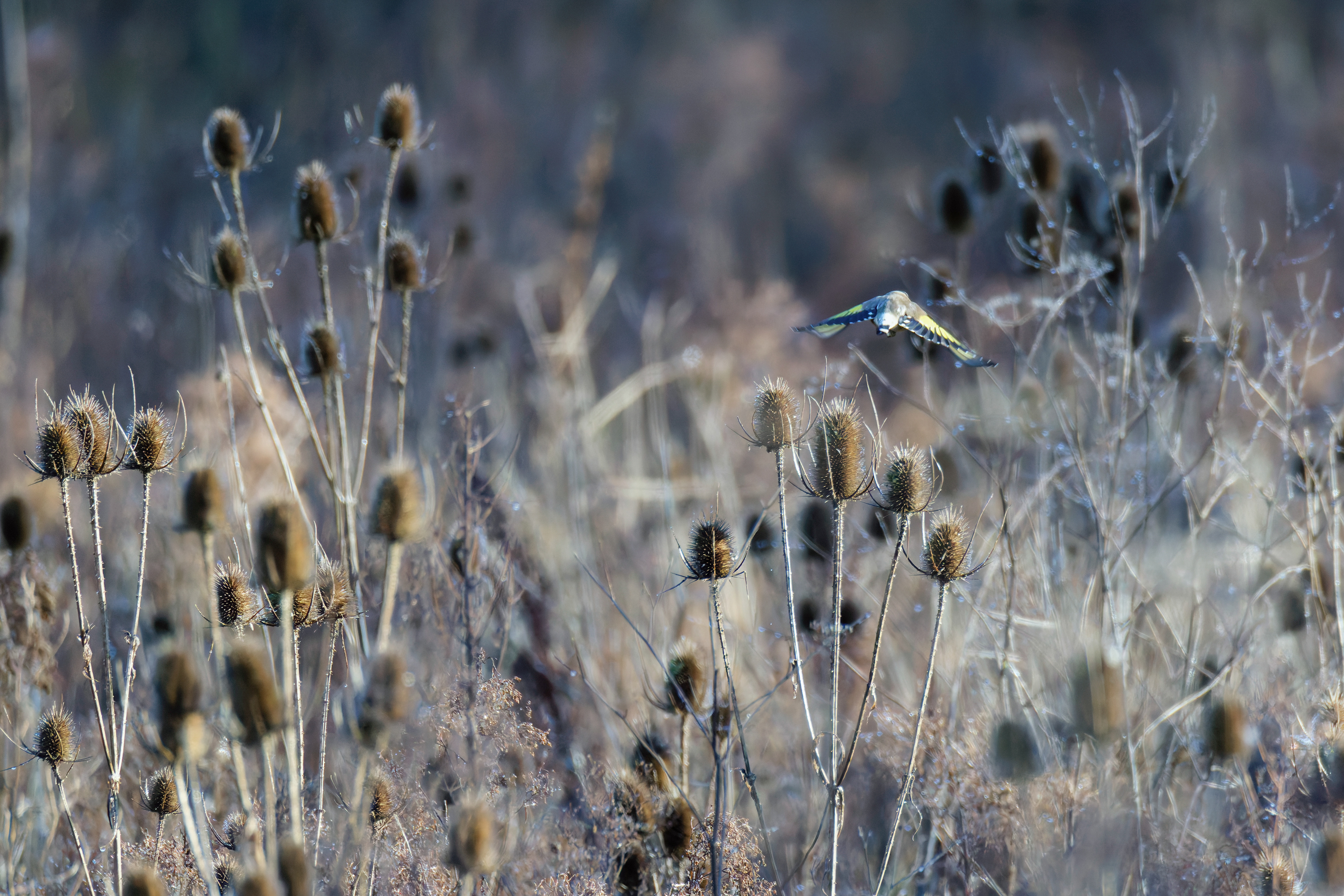 Chardonneret élégant