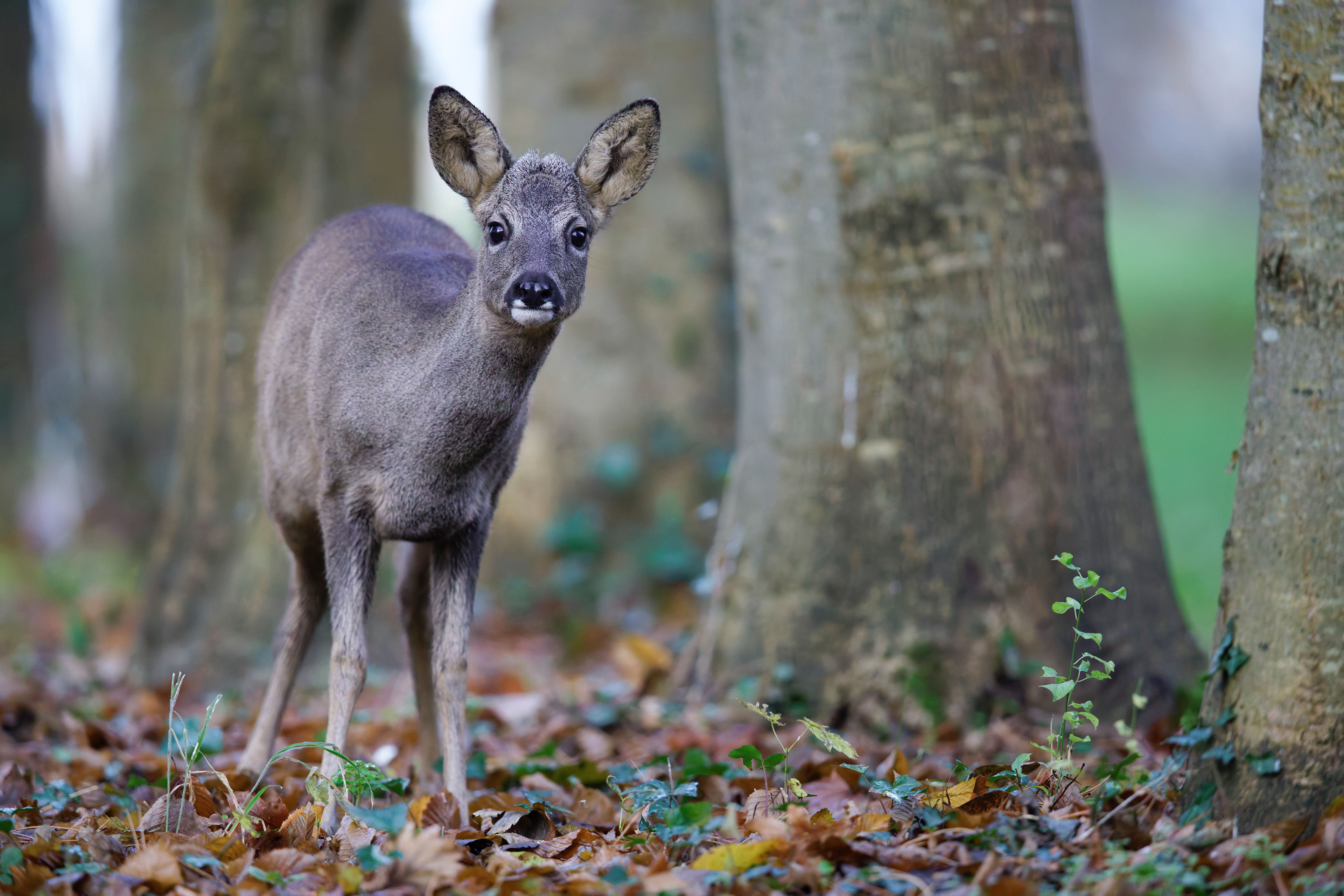 Jeune brocard (Chevreuil d'Europe mâle)