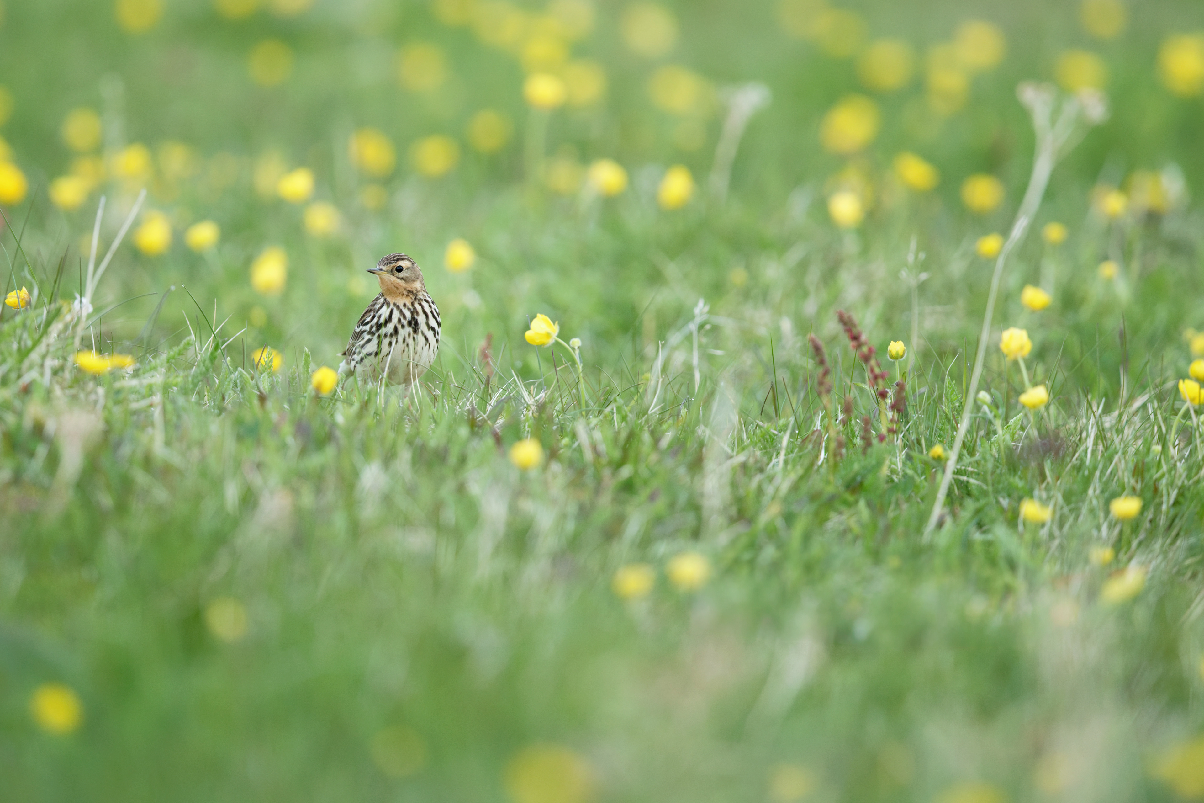 Pipit à gorge rousse