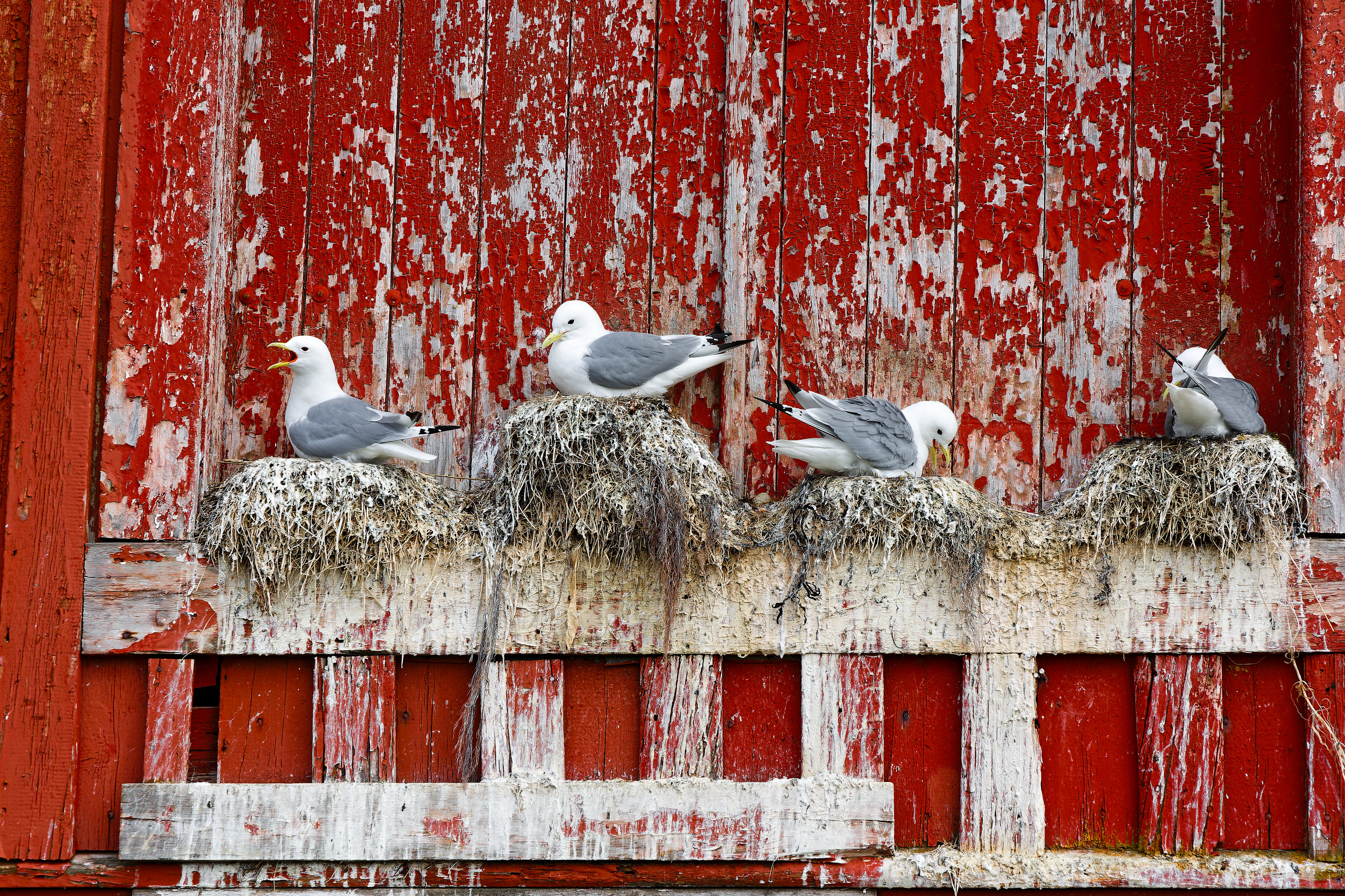 Mouettes tridactyles