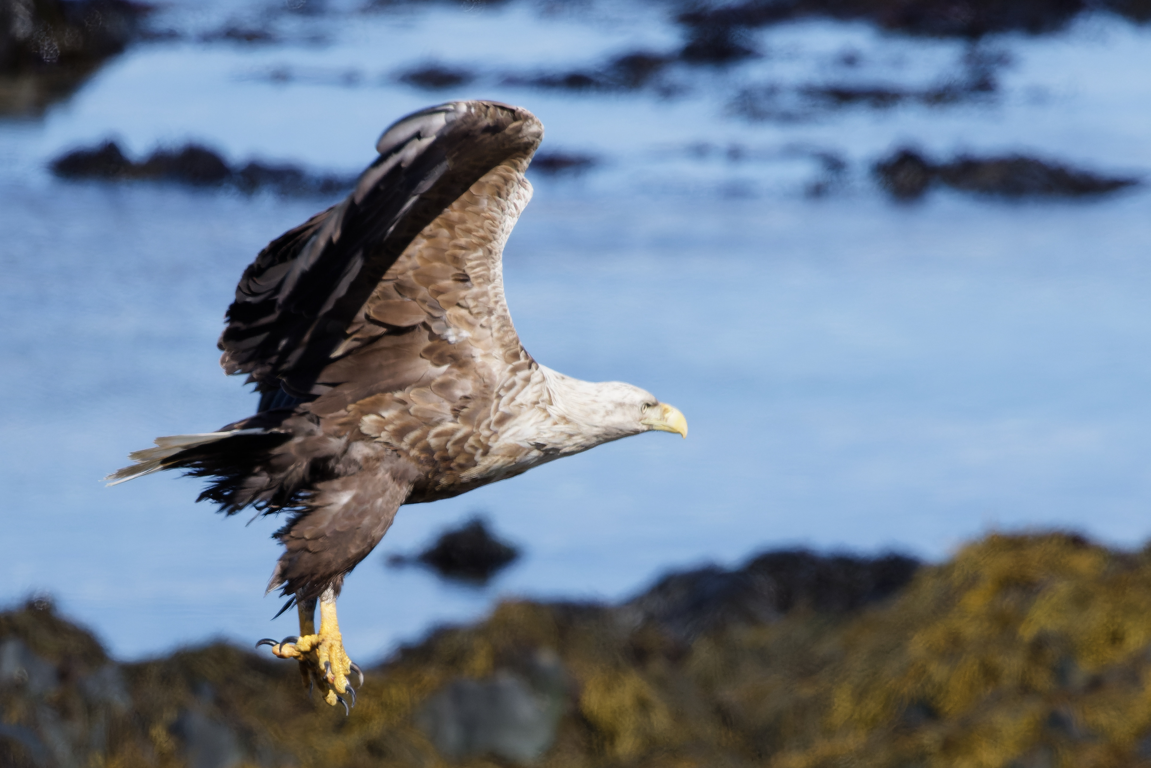 Pygargue à queue blanche
