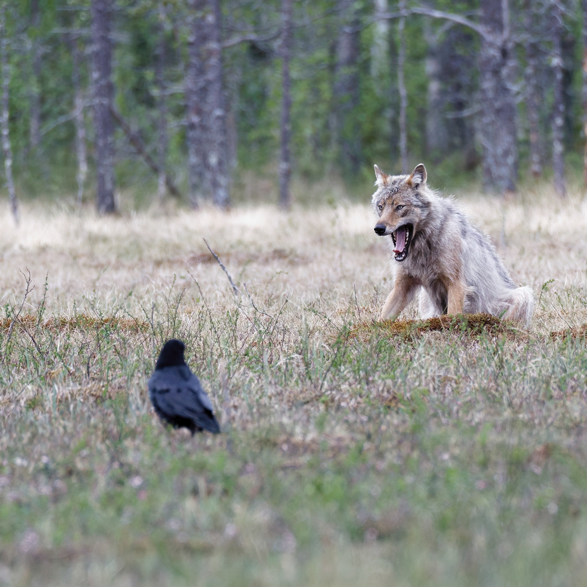Loup gris