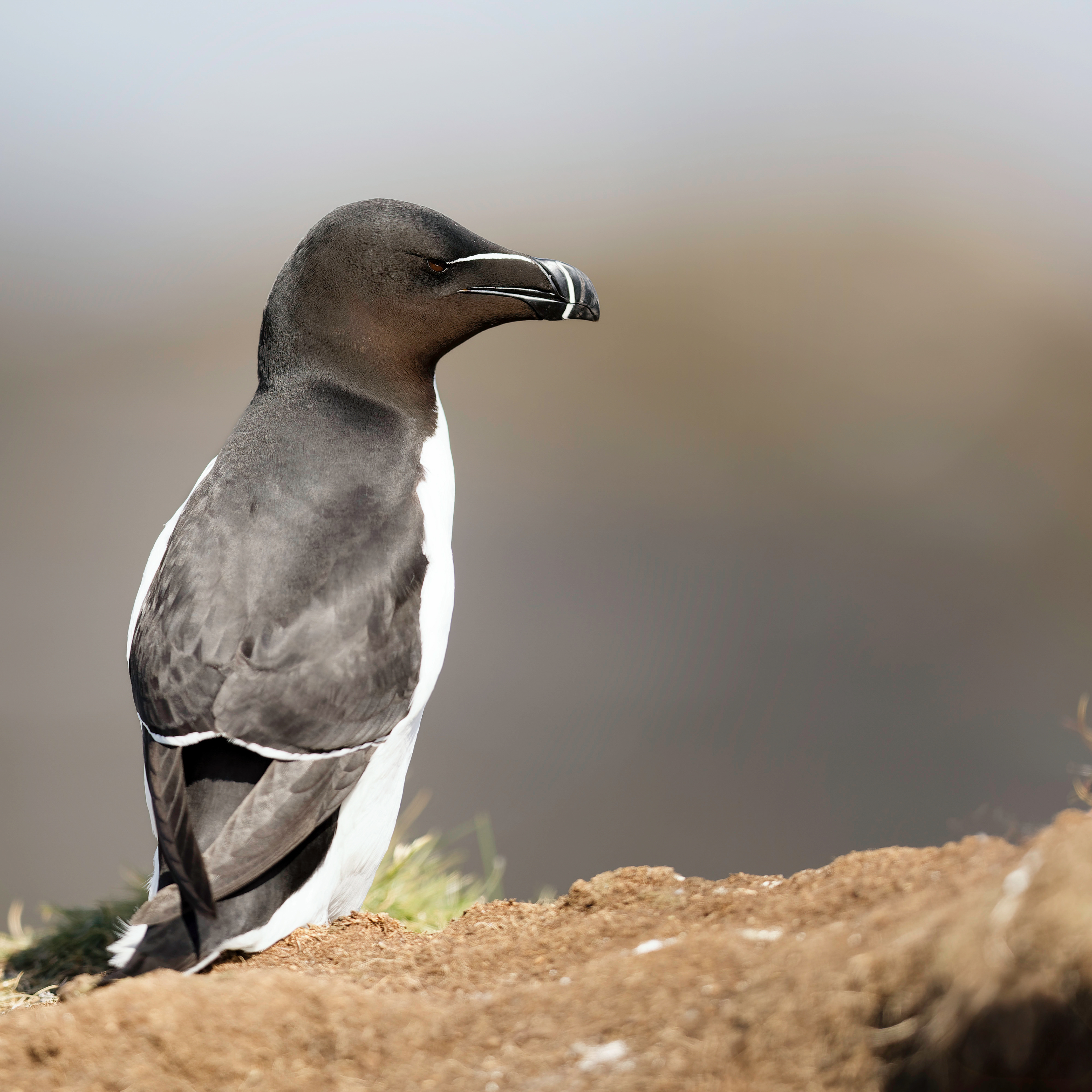 Pingouin torda