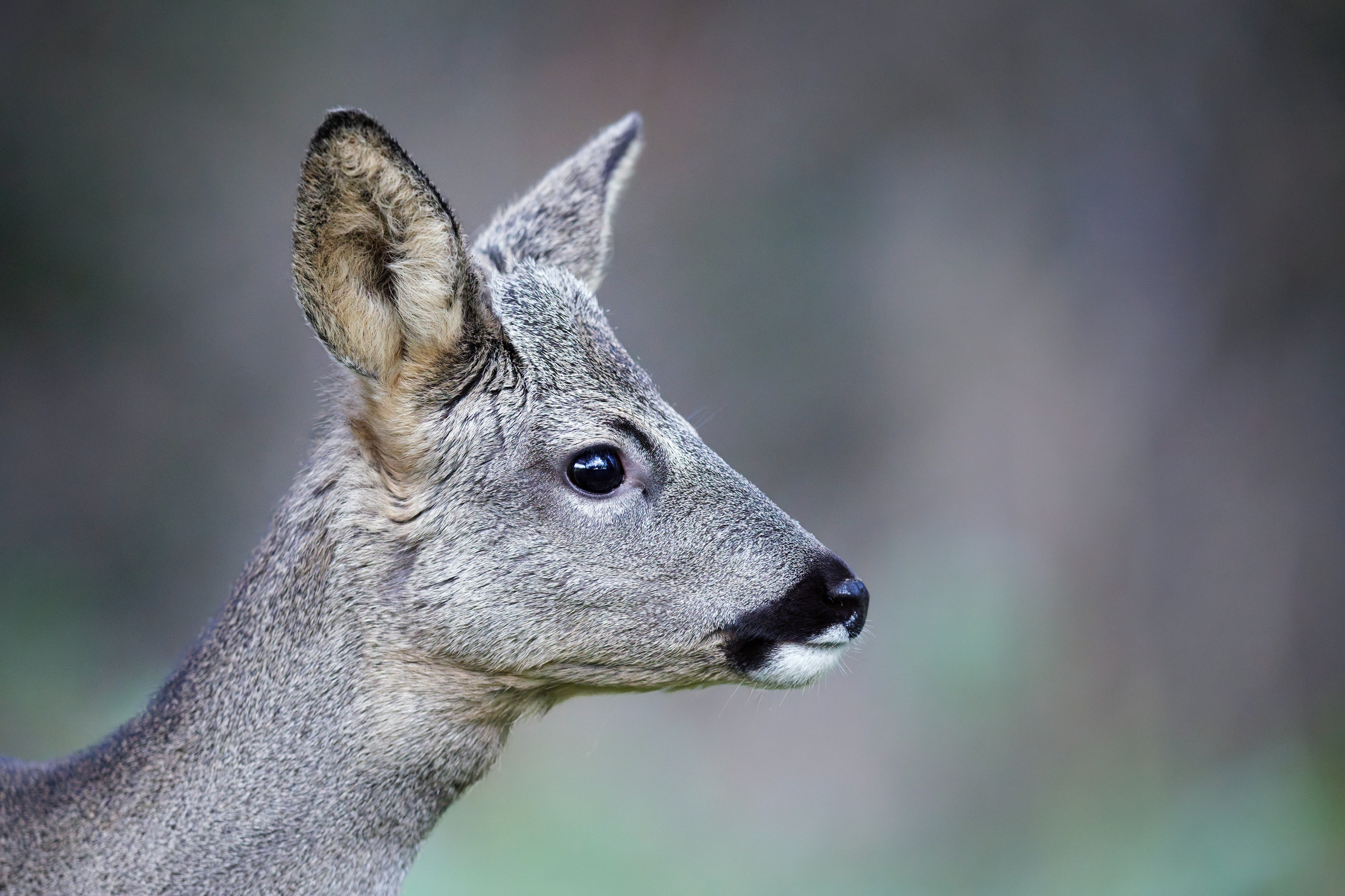 Jeune brocard (Chevreuil d'Europe mâle)