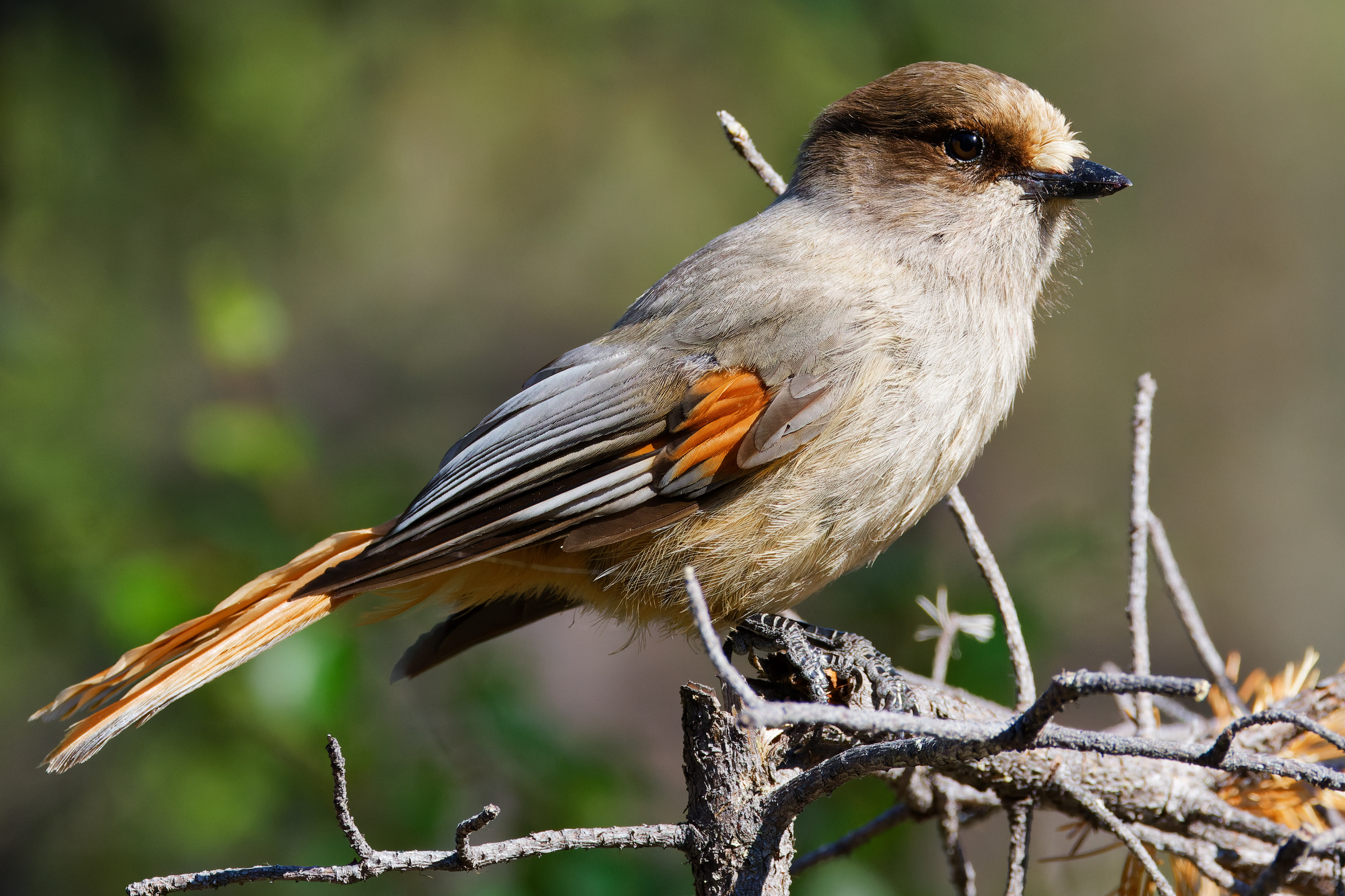 Mésangeai imitateur