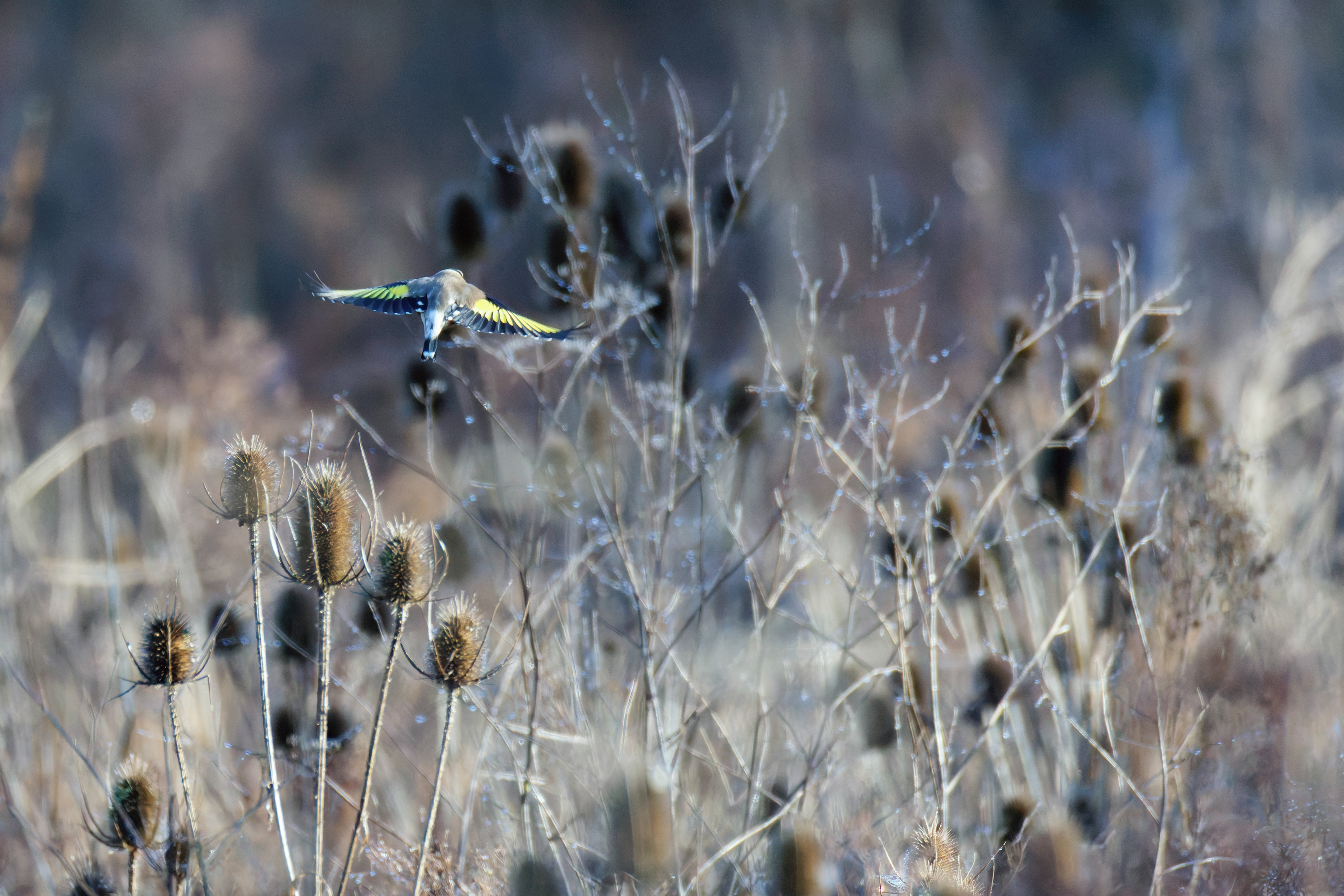 Chardonneret élégant