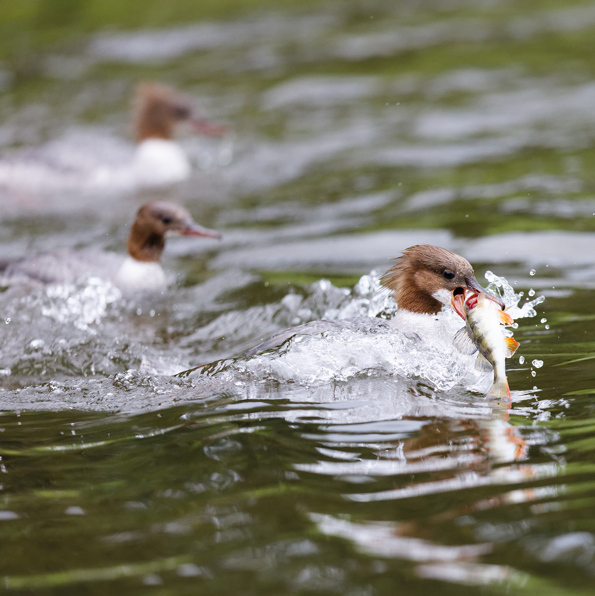 Harle bièvre femelle