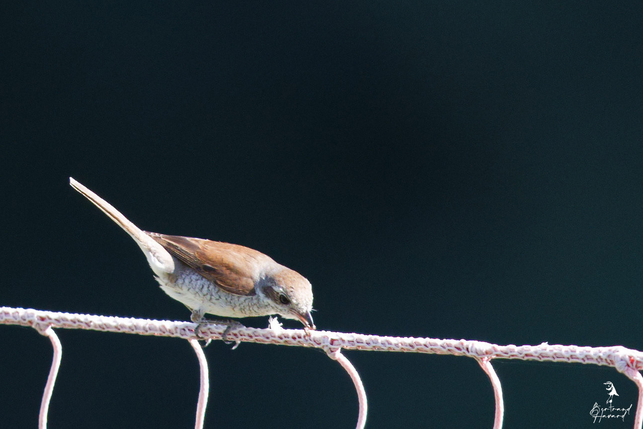 Pie-grièche écorcheur femelle