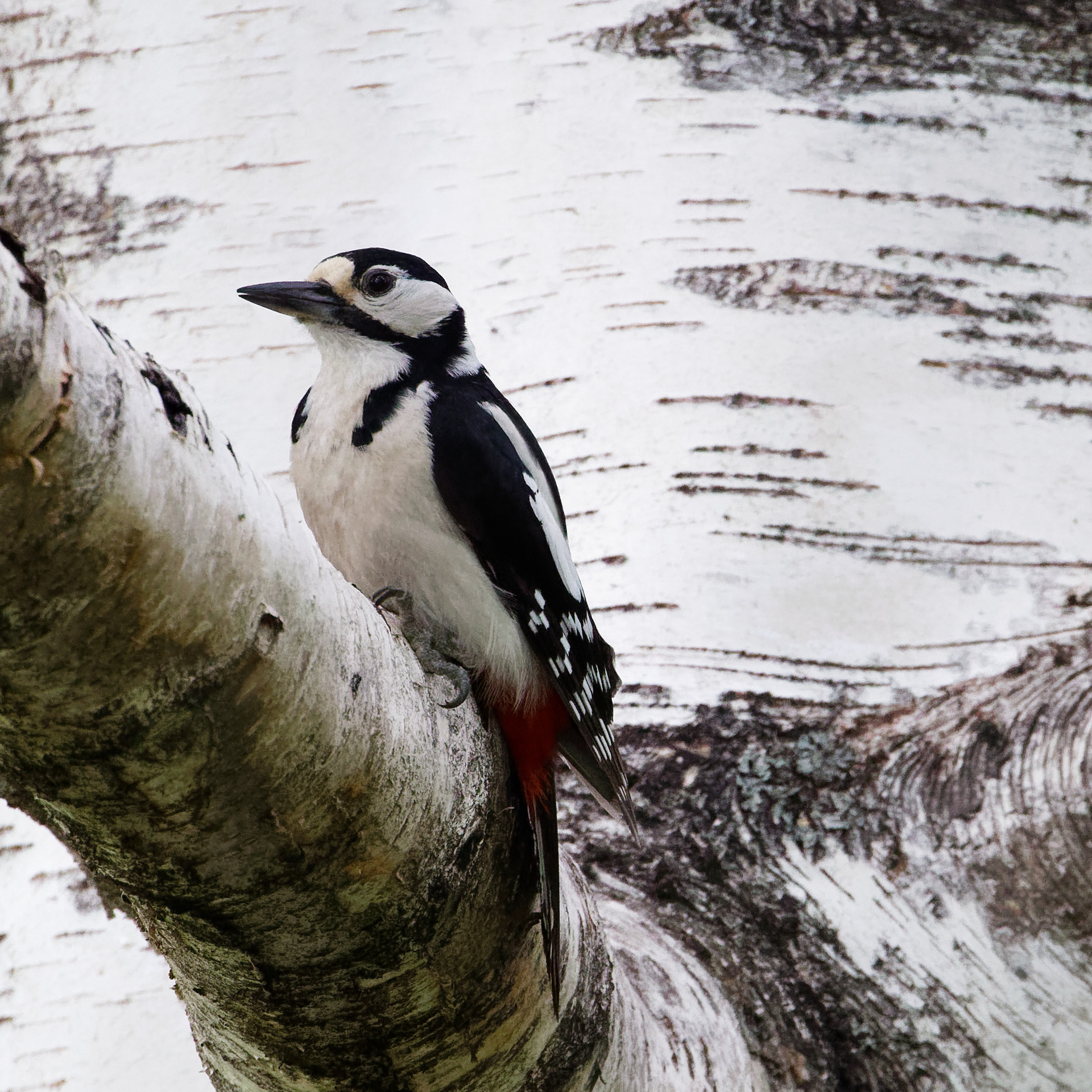 Pic épeiche femelle