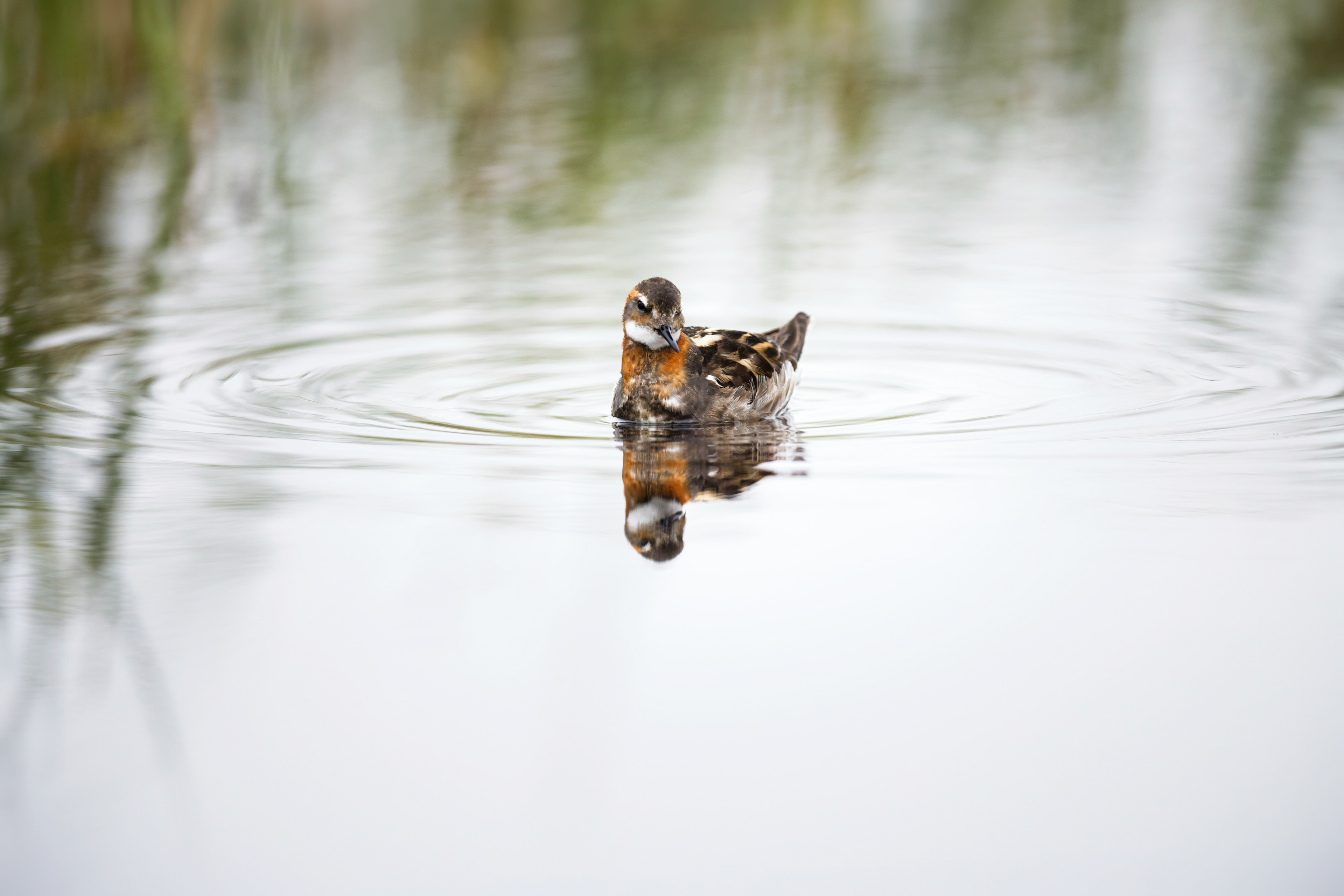 Phalarope à bec étroit
