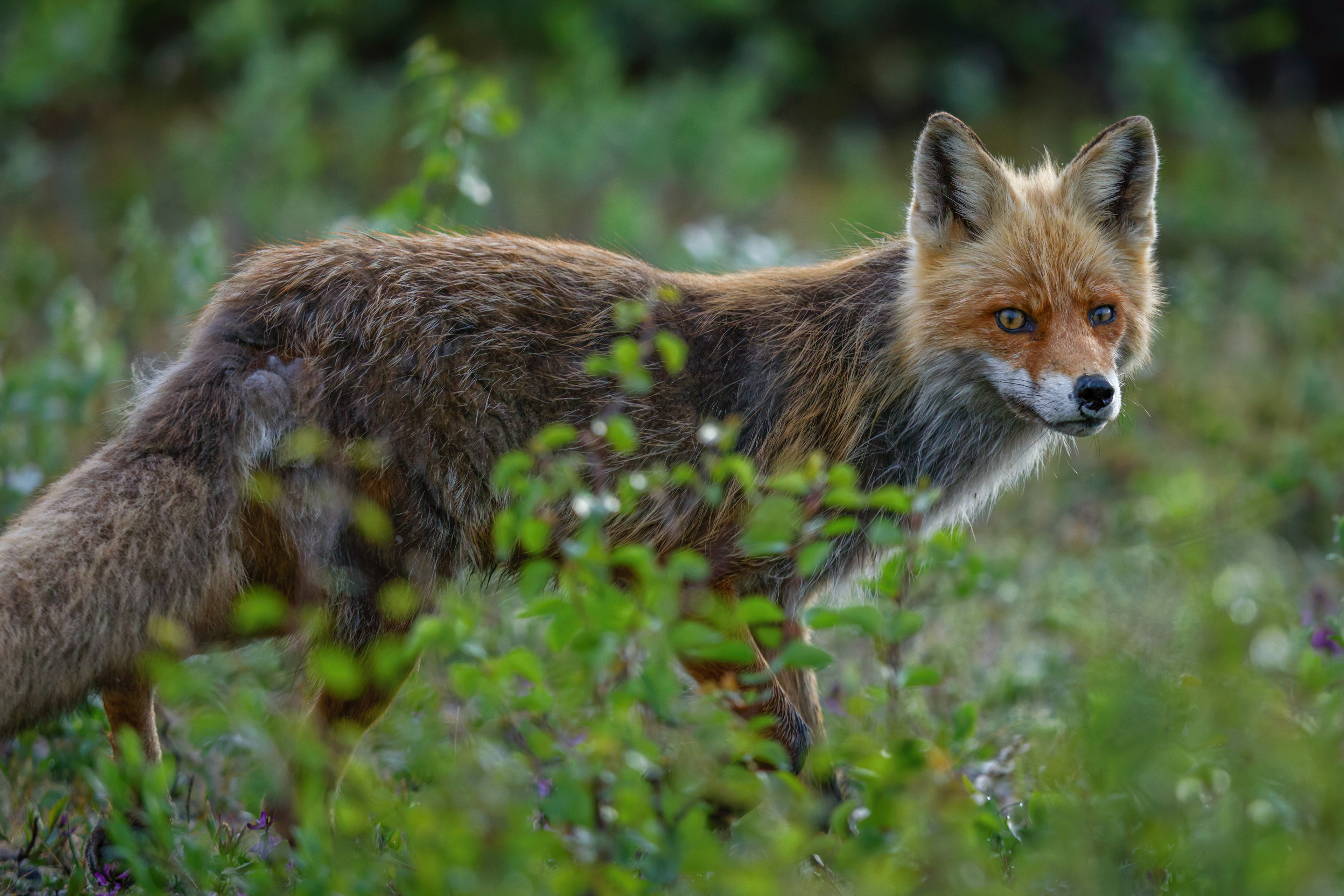 Renard roux