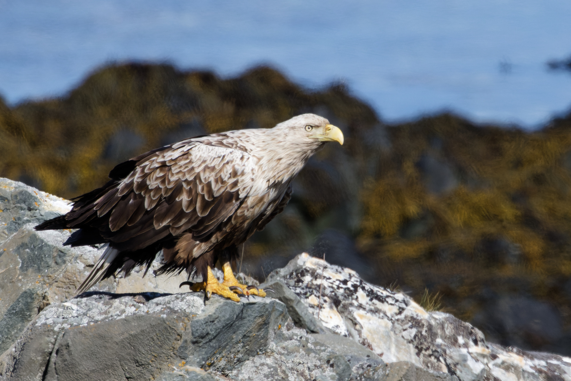 Pygargue à queue blanche