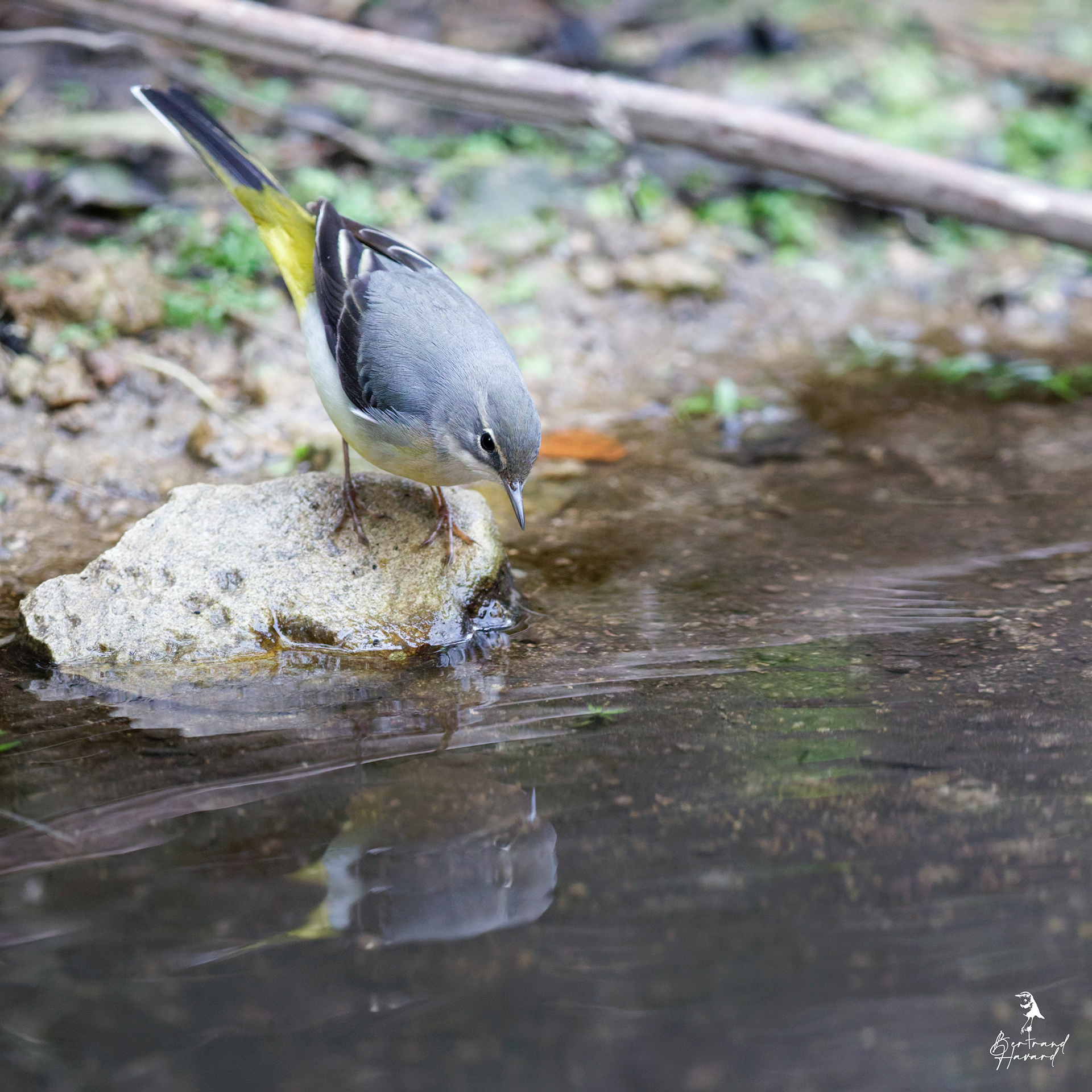 Bergeronnette des ruisseaux