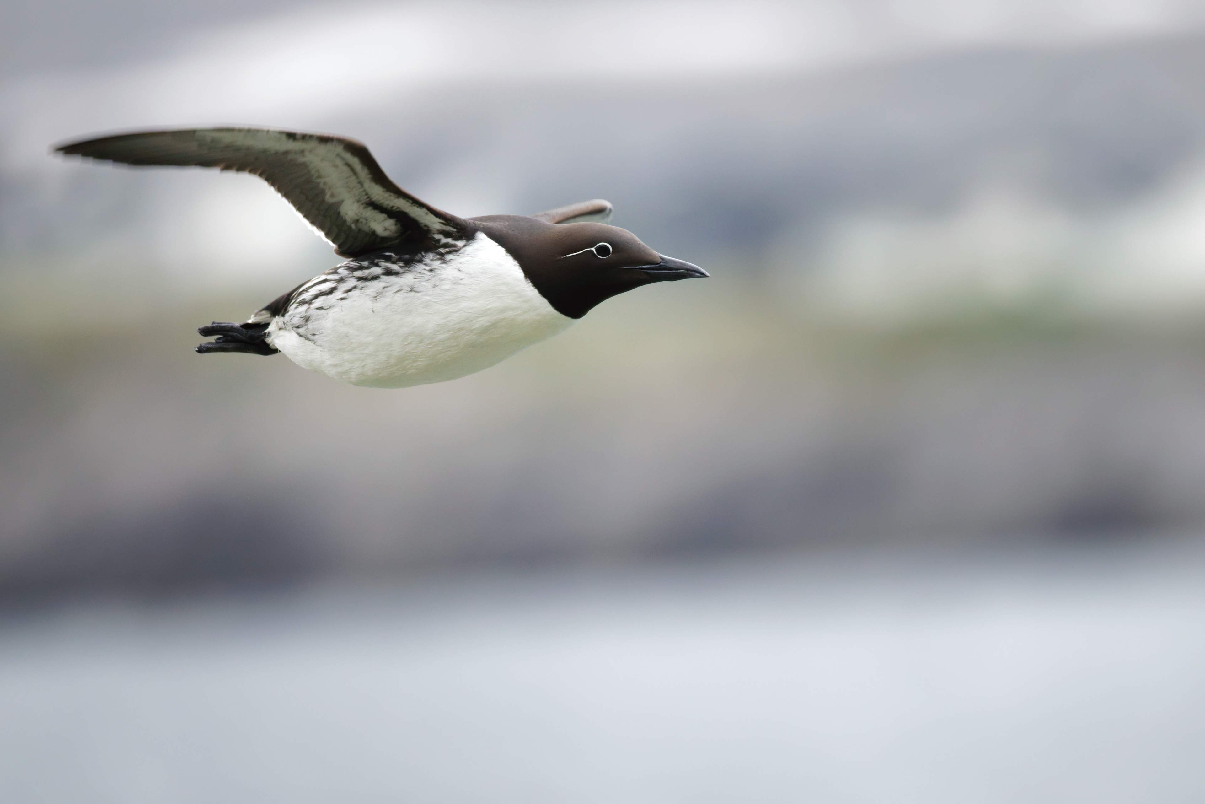 Guillemot de Troil