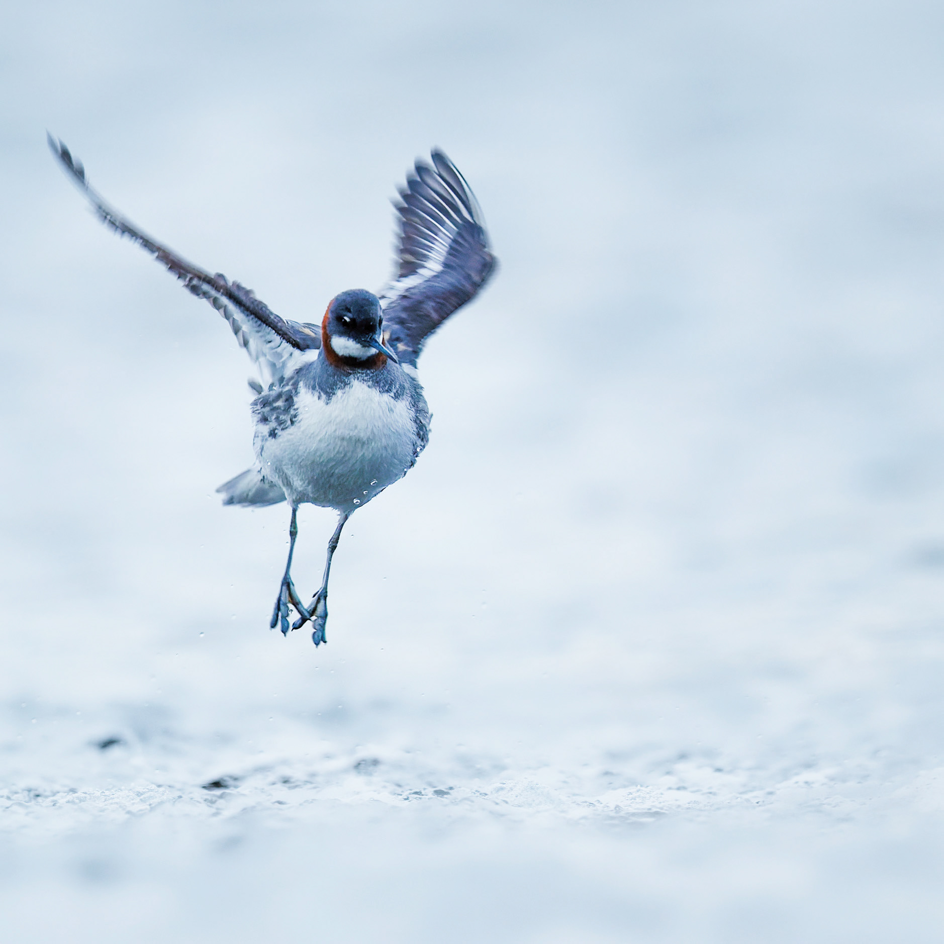 Phalarope à bec étroit