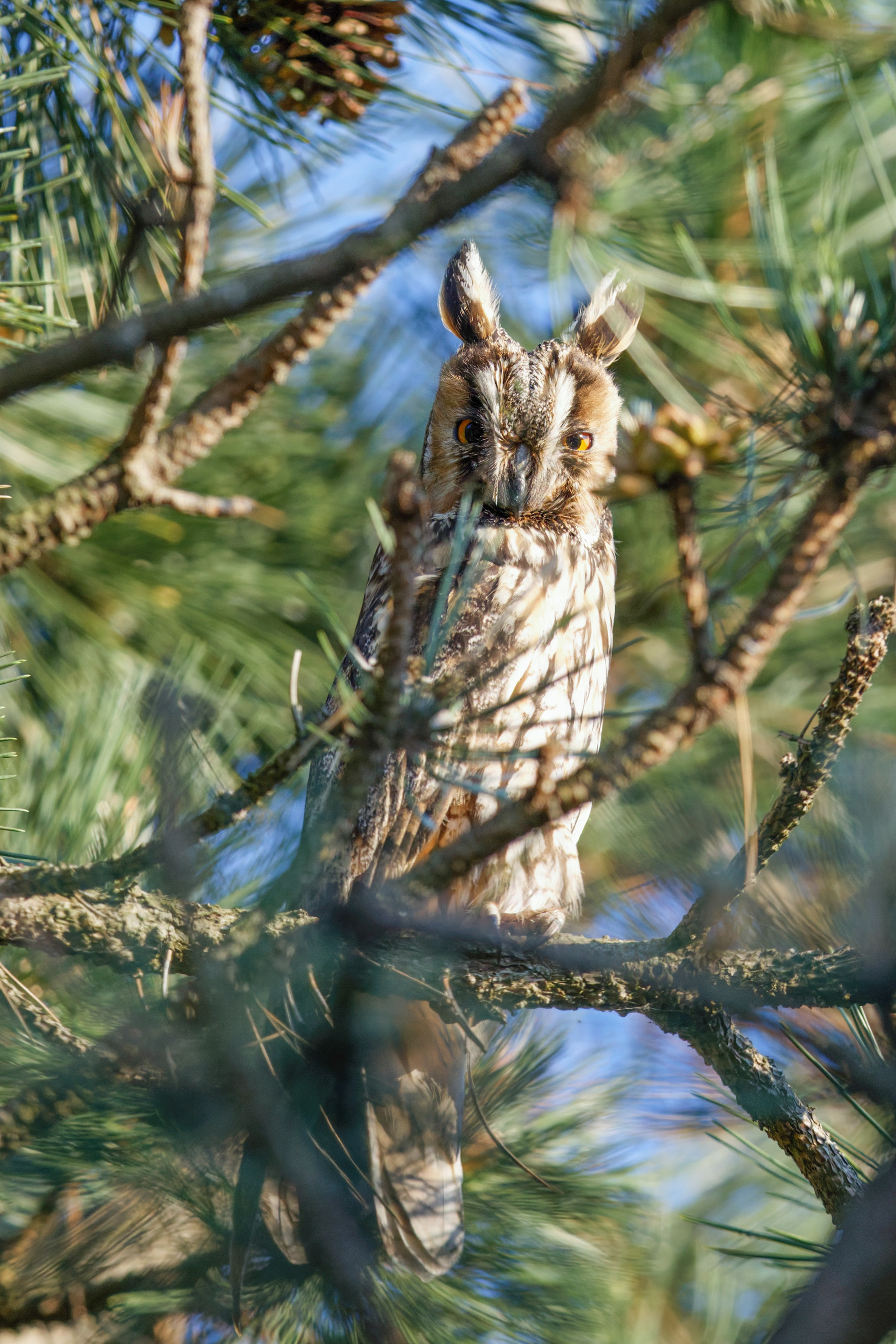 Hibou moyen-duc (femelle)