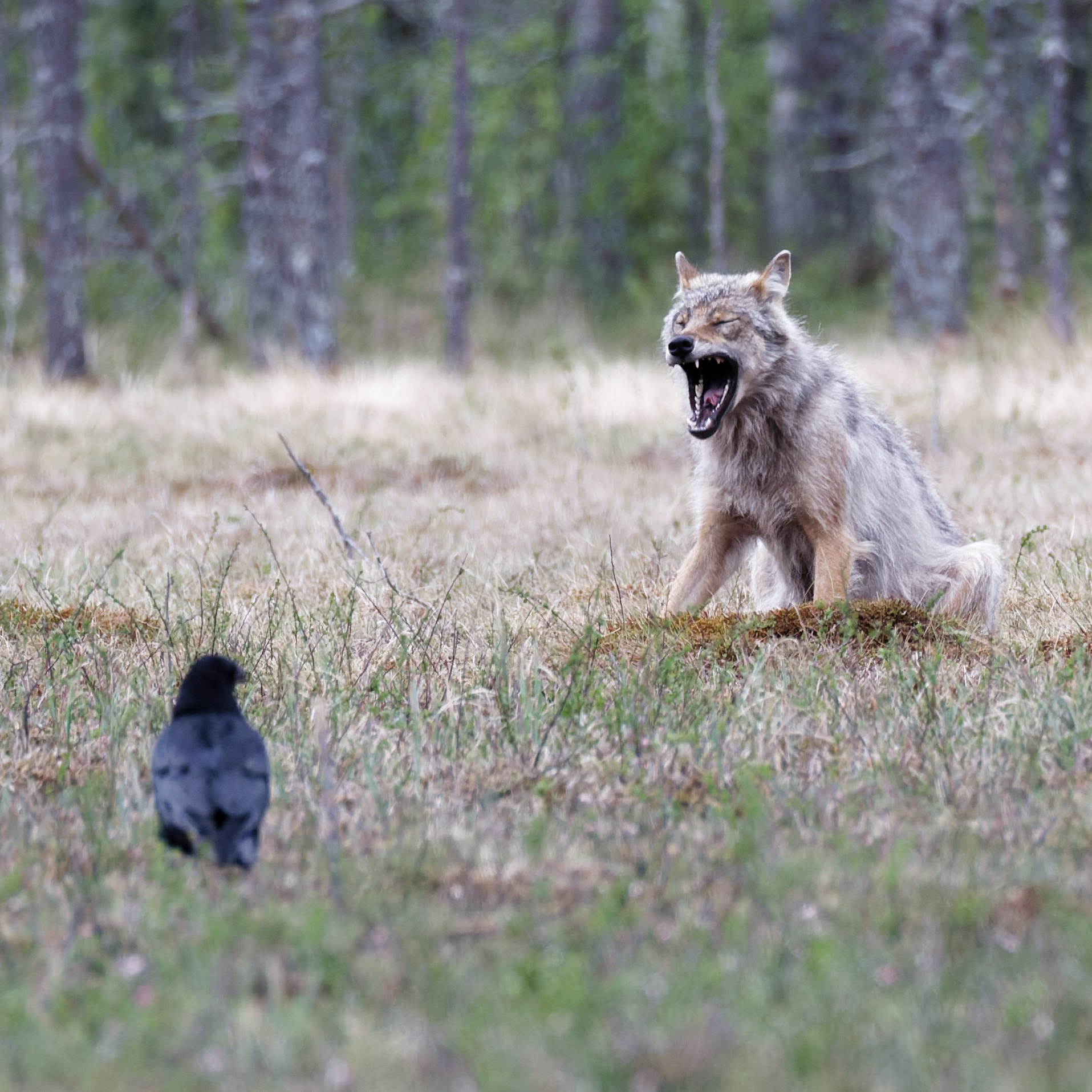 Loup gris