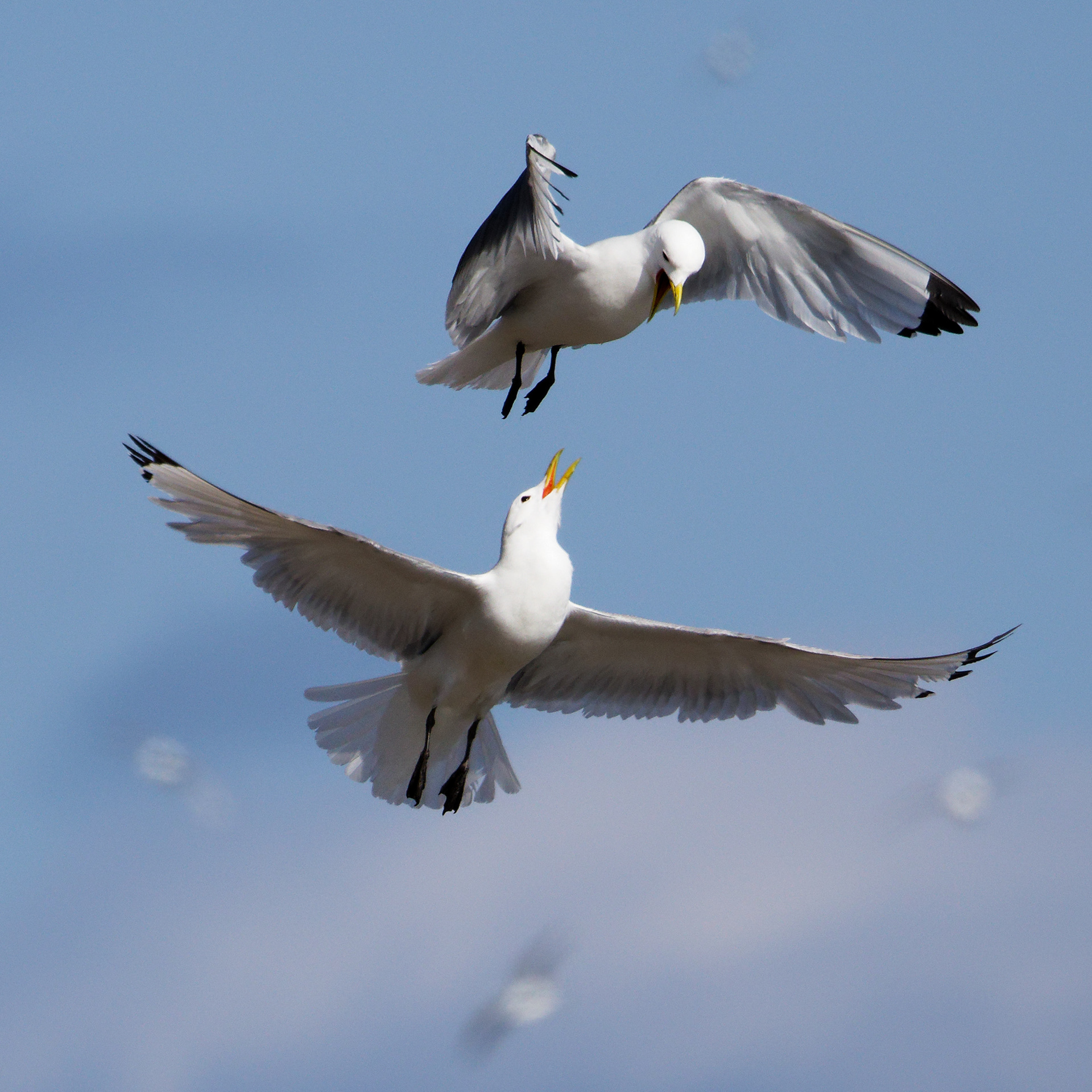 Mouette tridactyle