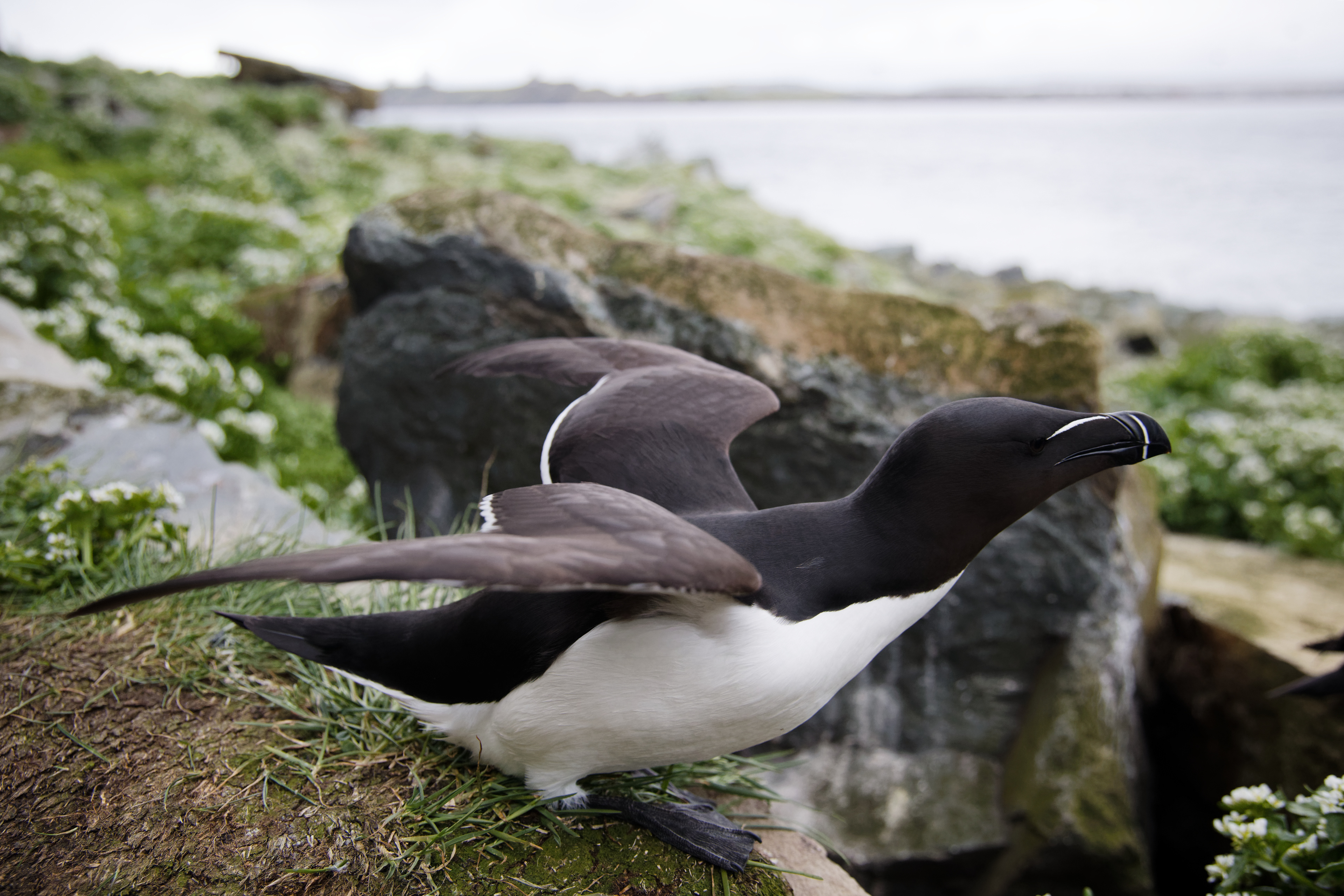 Pingouin torda